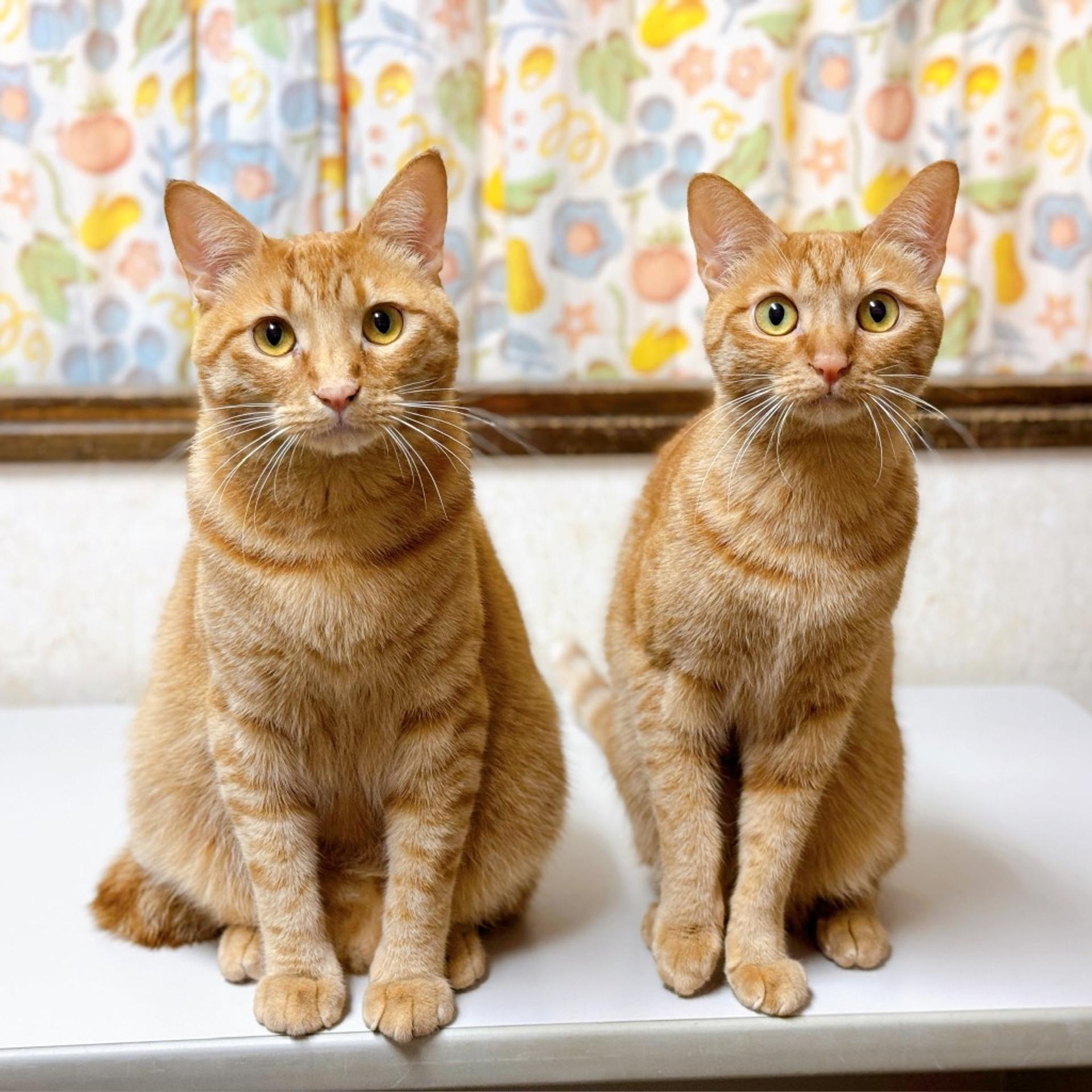pet-image-8