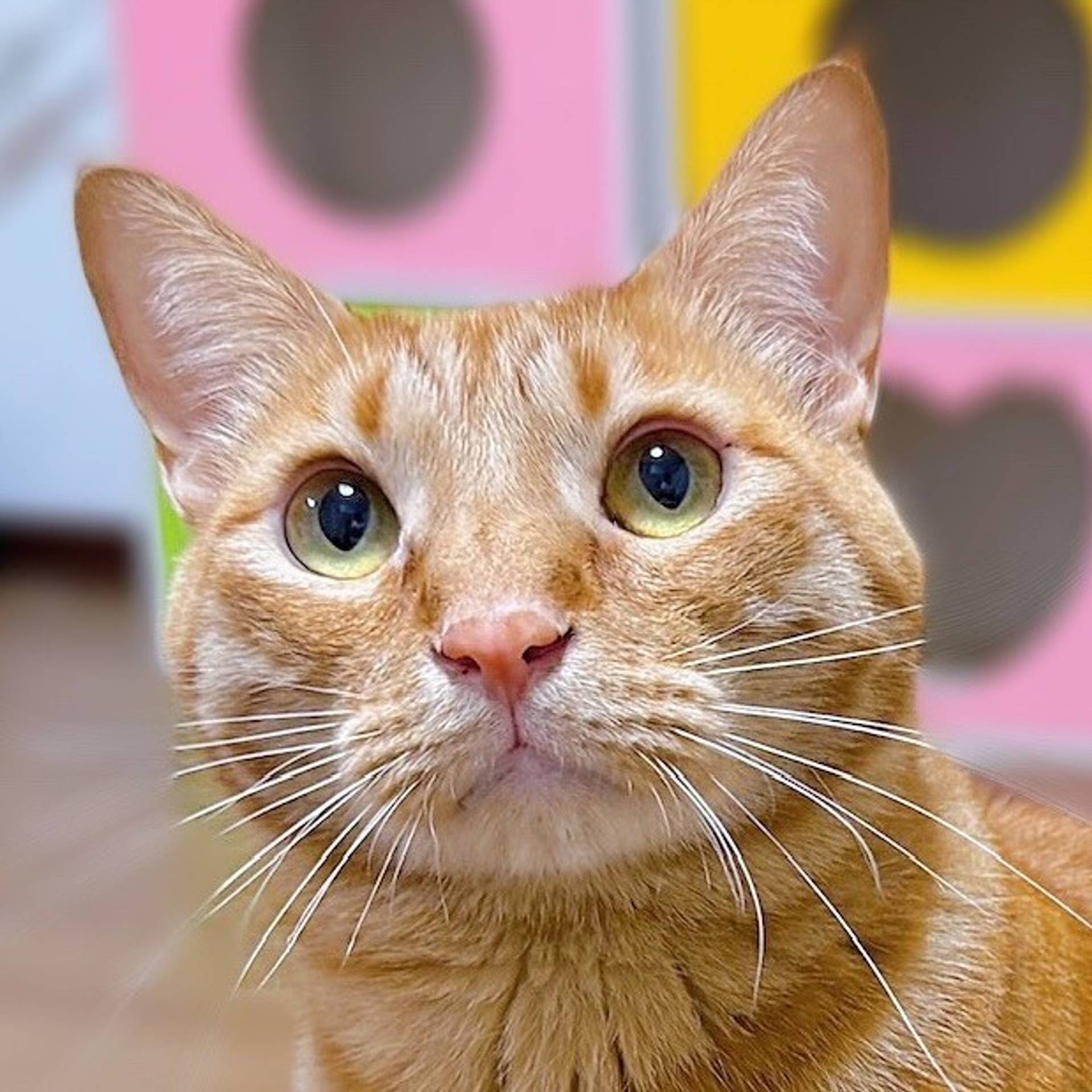 雑種（ミックス猫）・オスの里親募集の写真