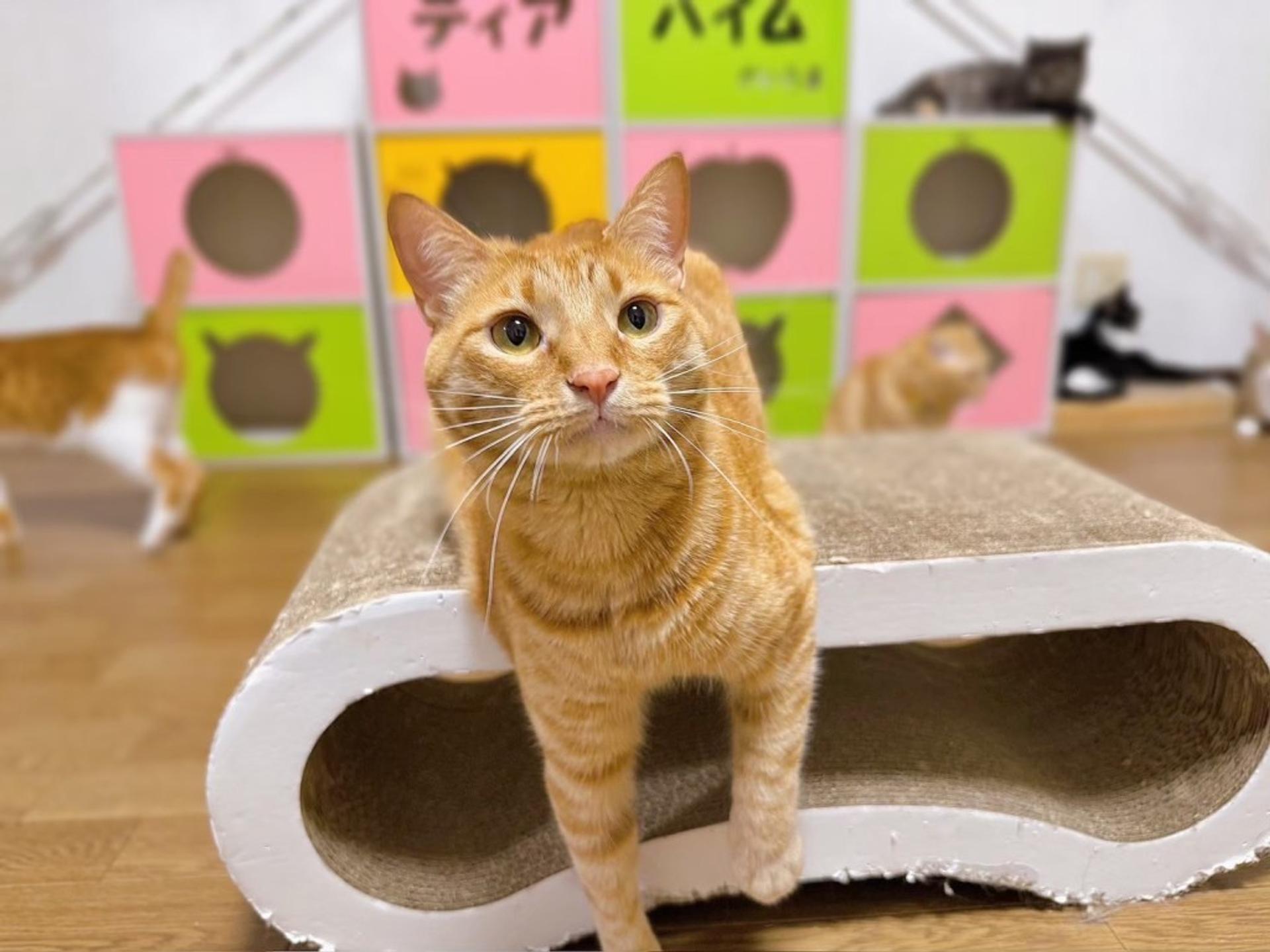 pet-image-3