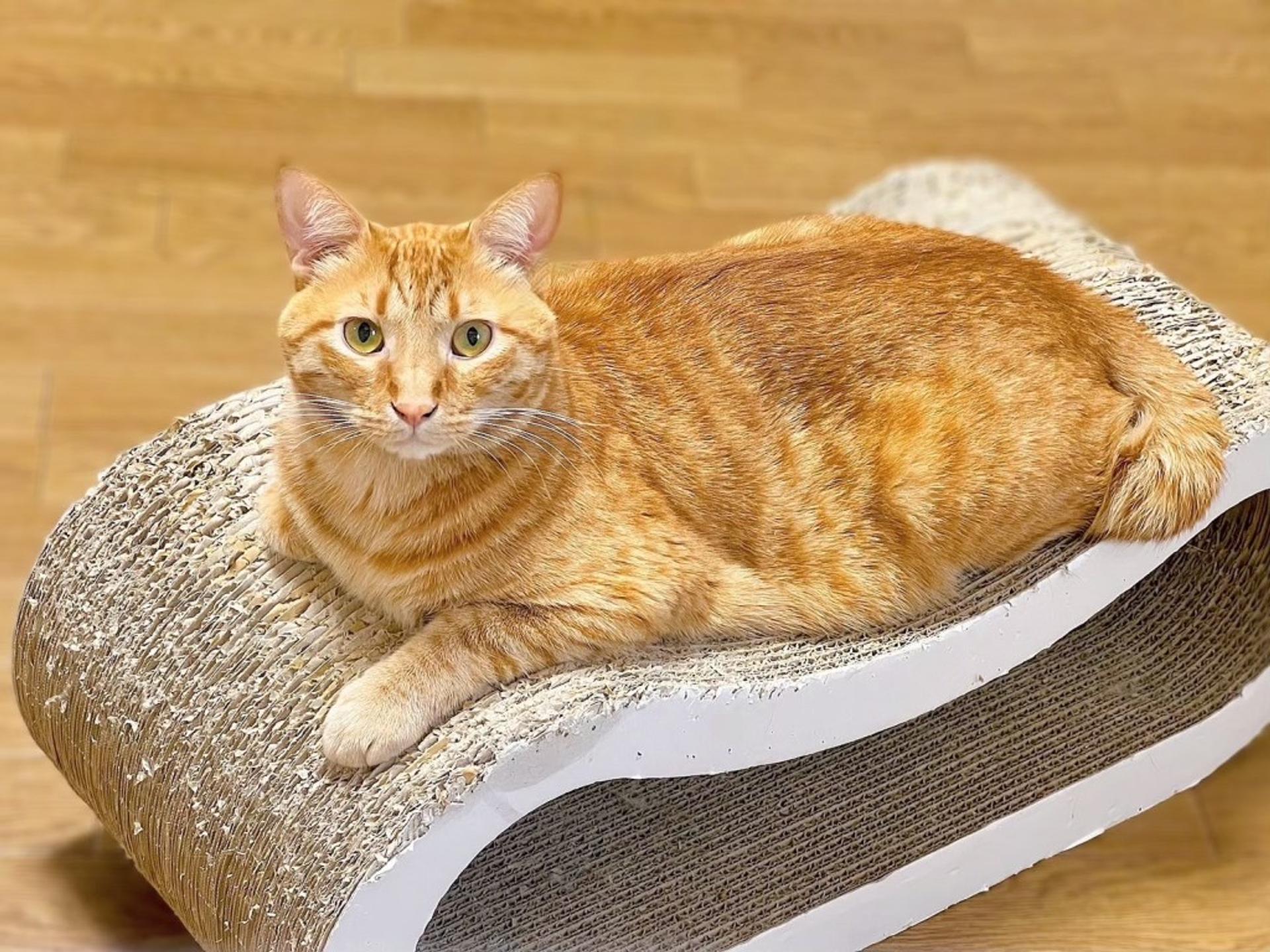 pet-image-4