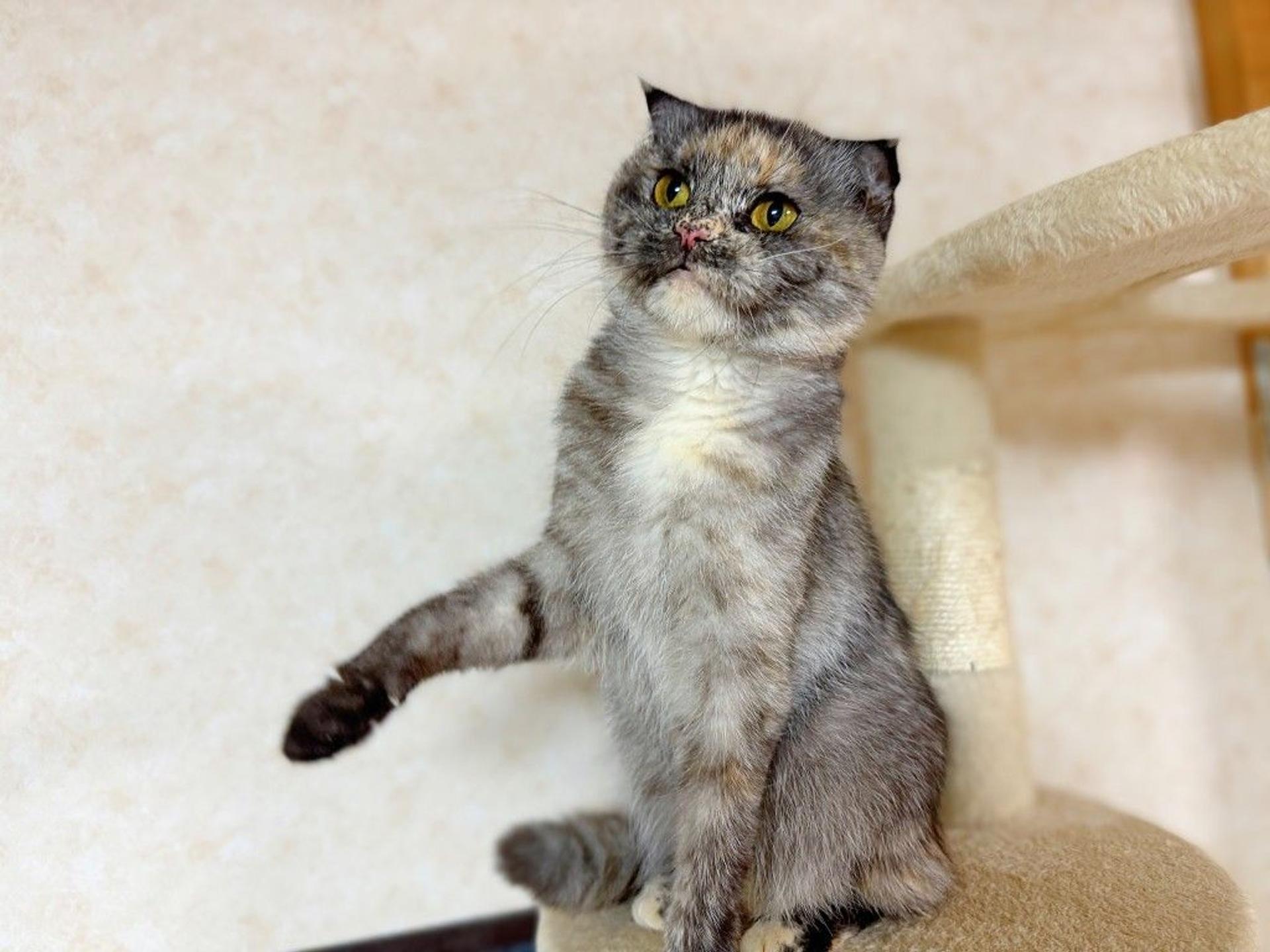 pet-image-6