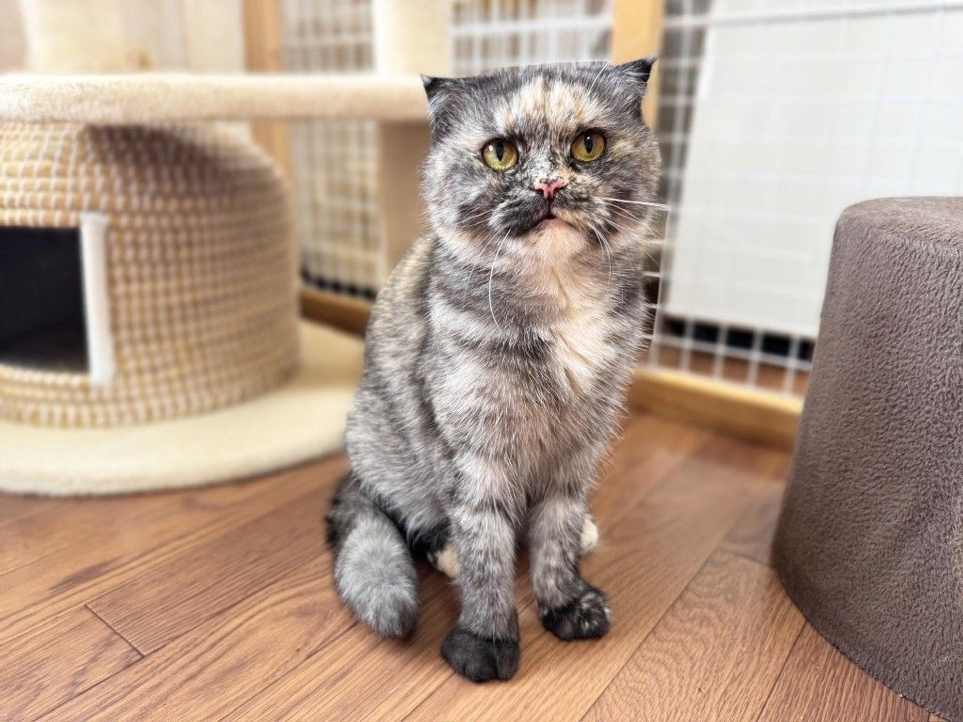 pet-image-3