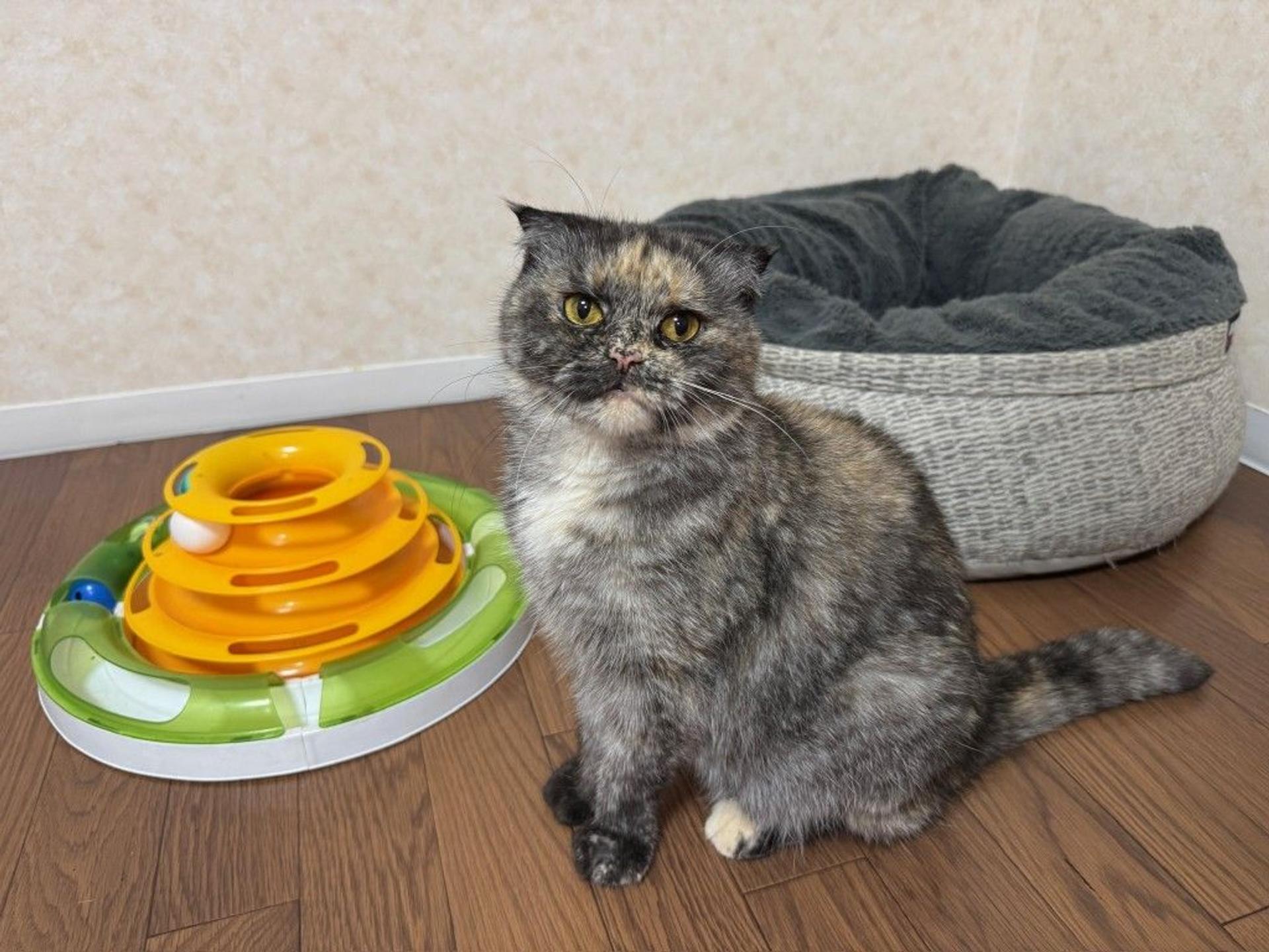 pet-image-7