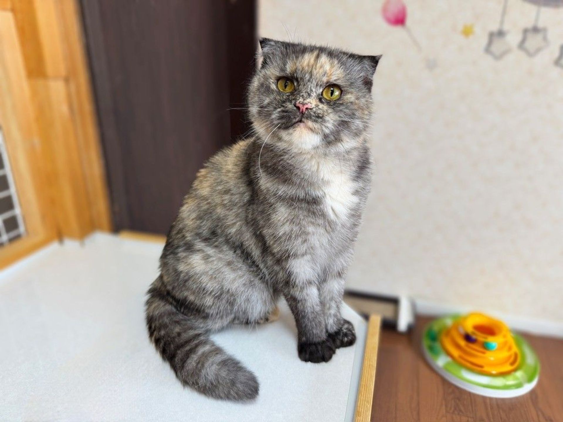 スコティッシュフォールド・メスの里親募集の写真