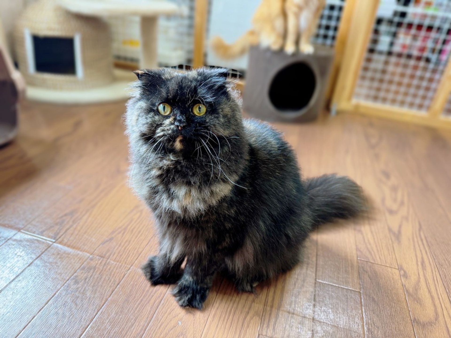 スコティッシュフォールド・メスの里親募集の写真