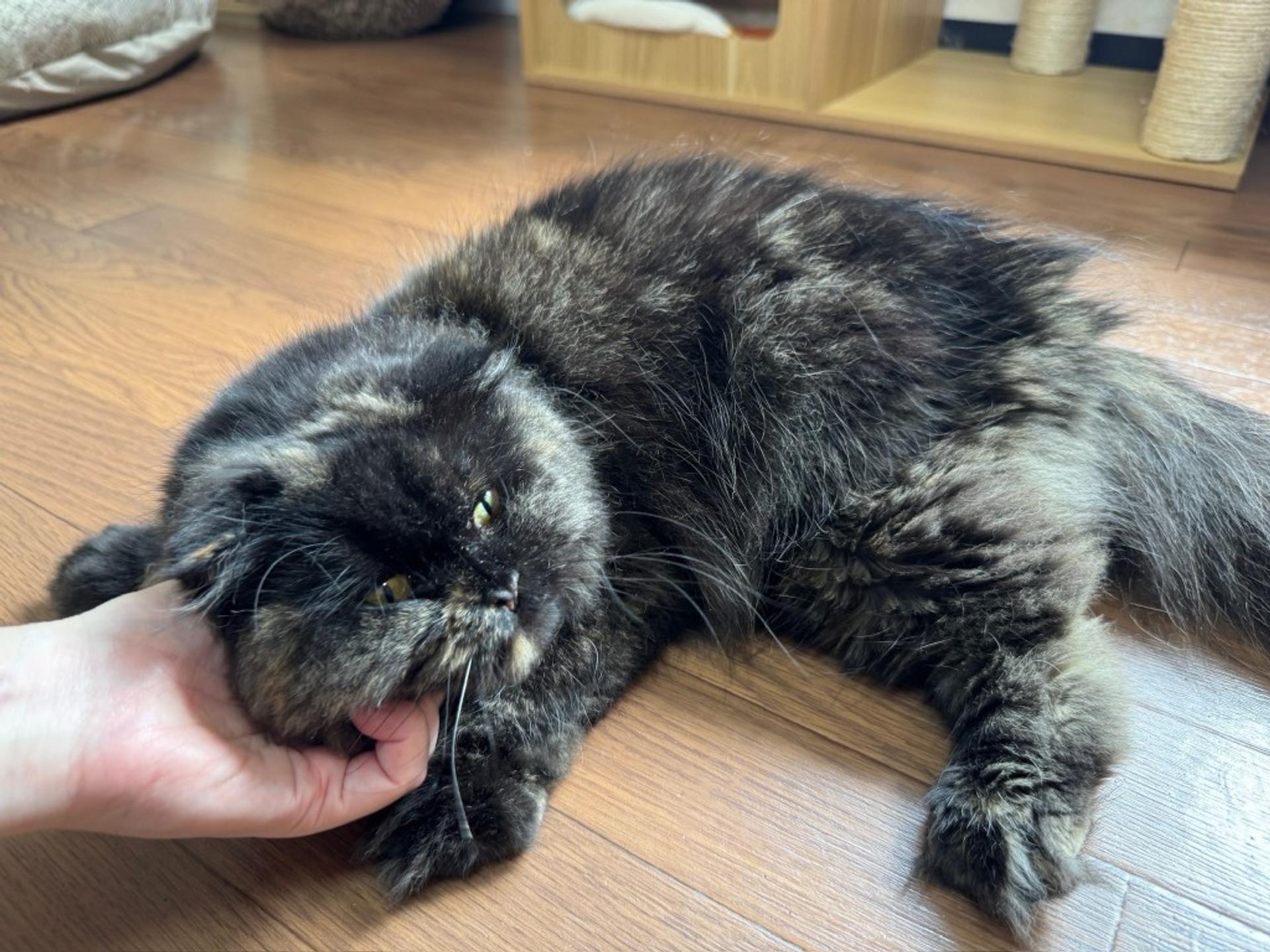 pet-image-4