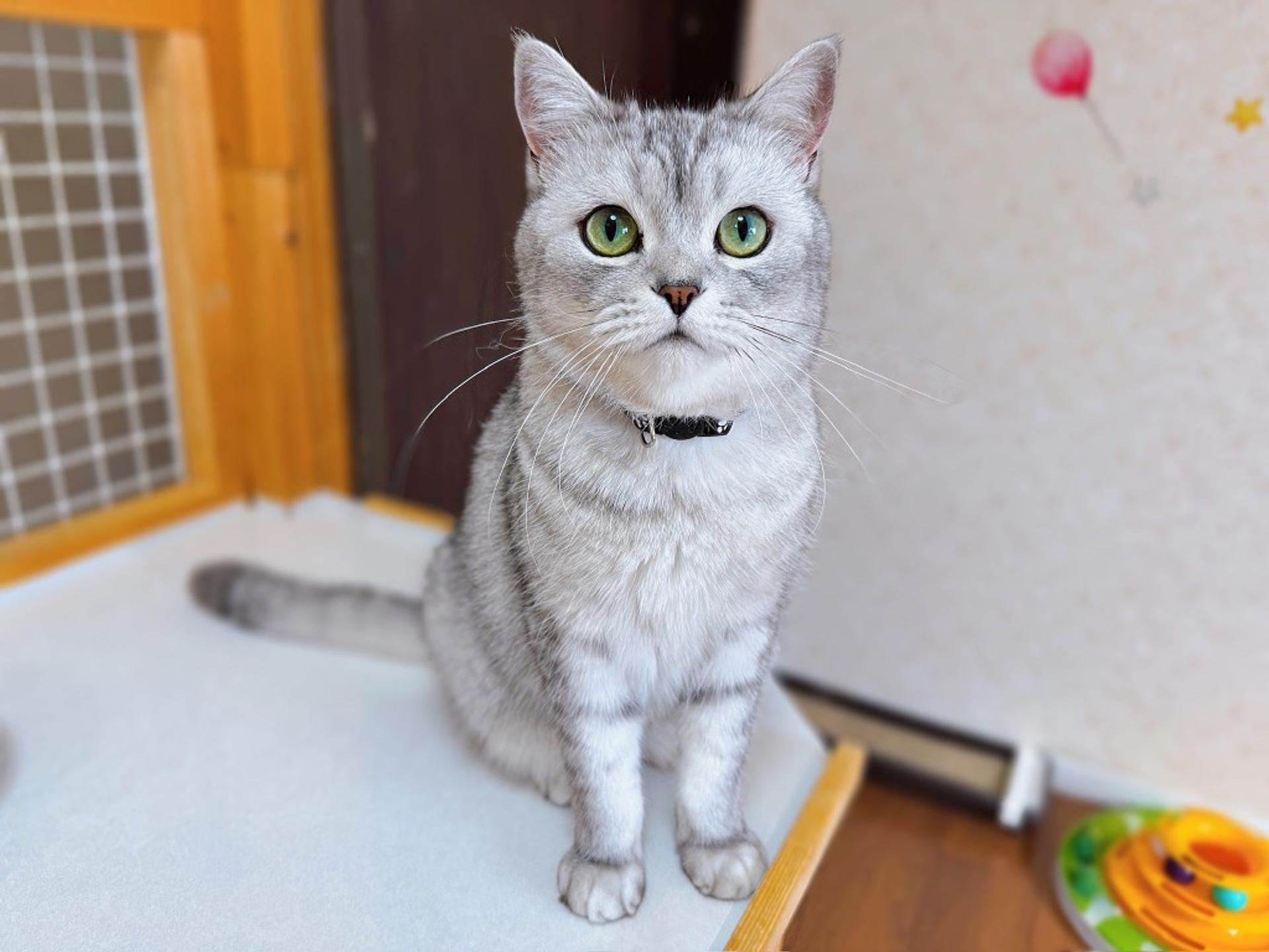pet-image-3