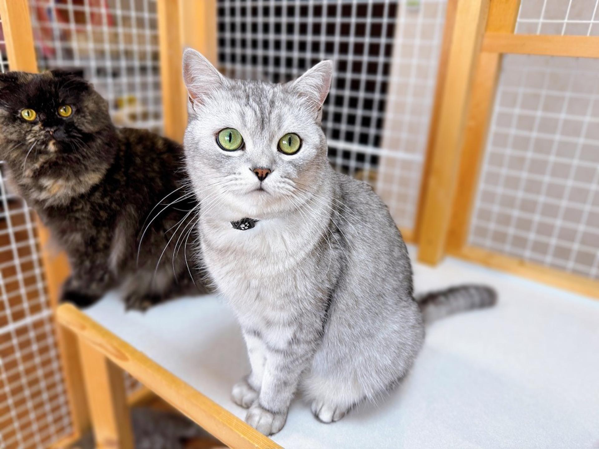pet-image-5