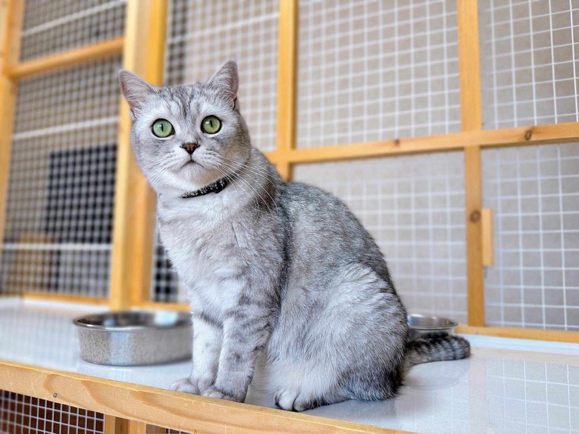 pet-image-6