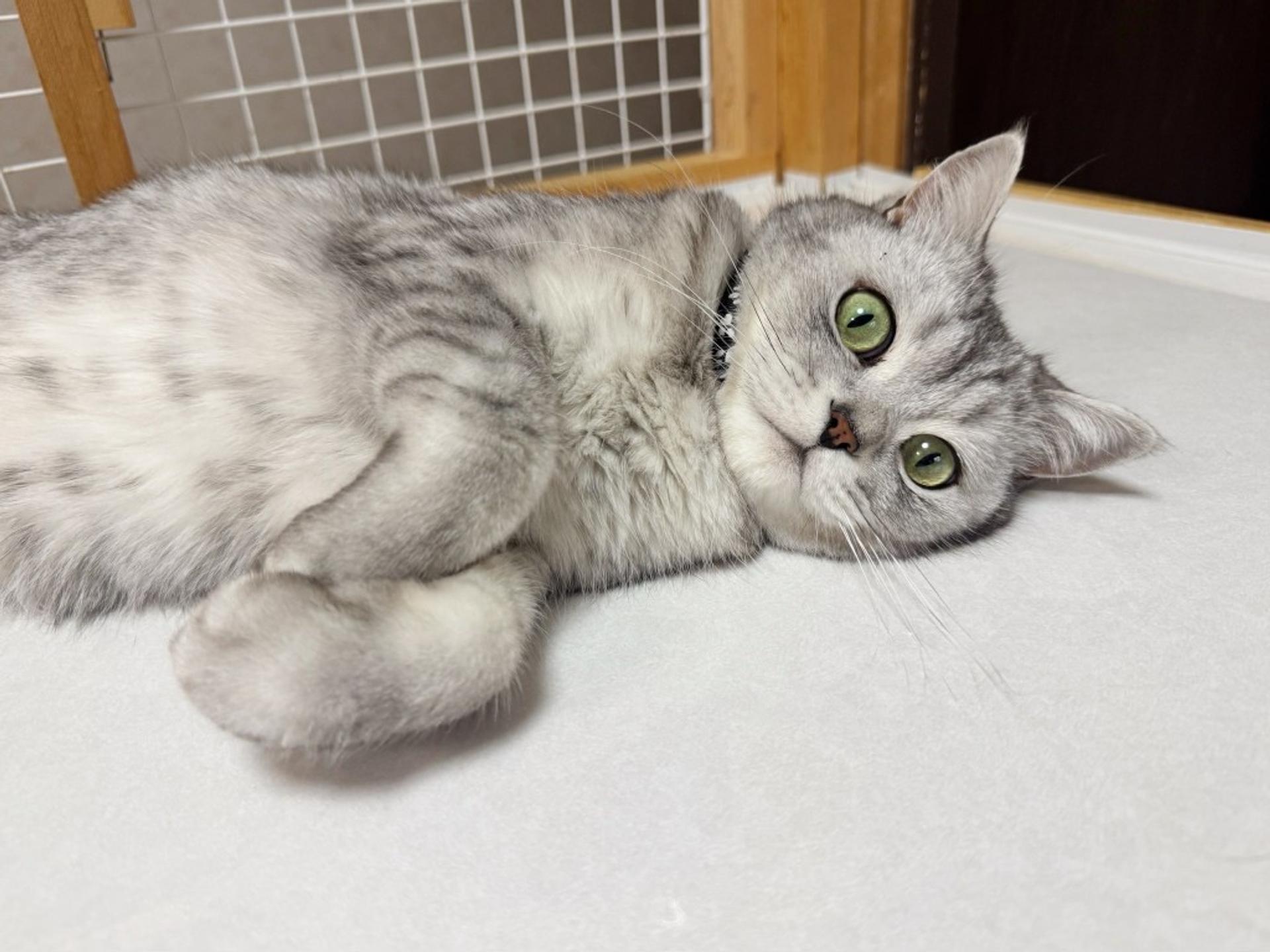 pet-image-2