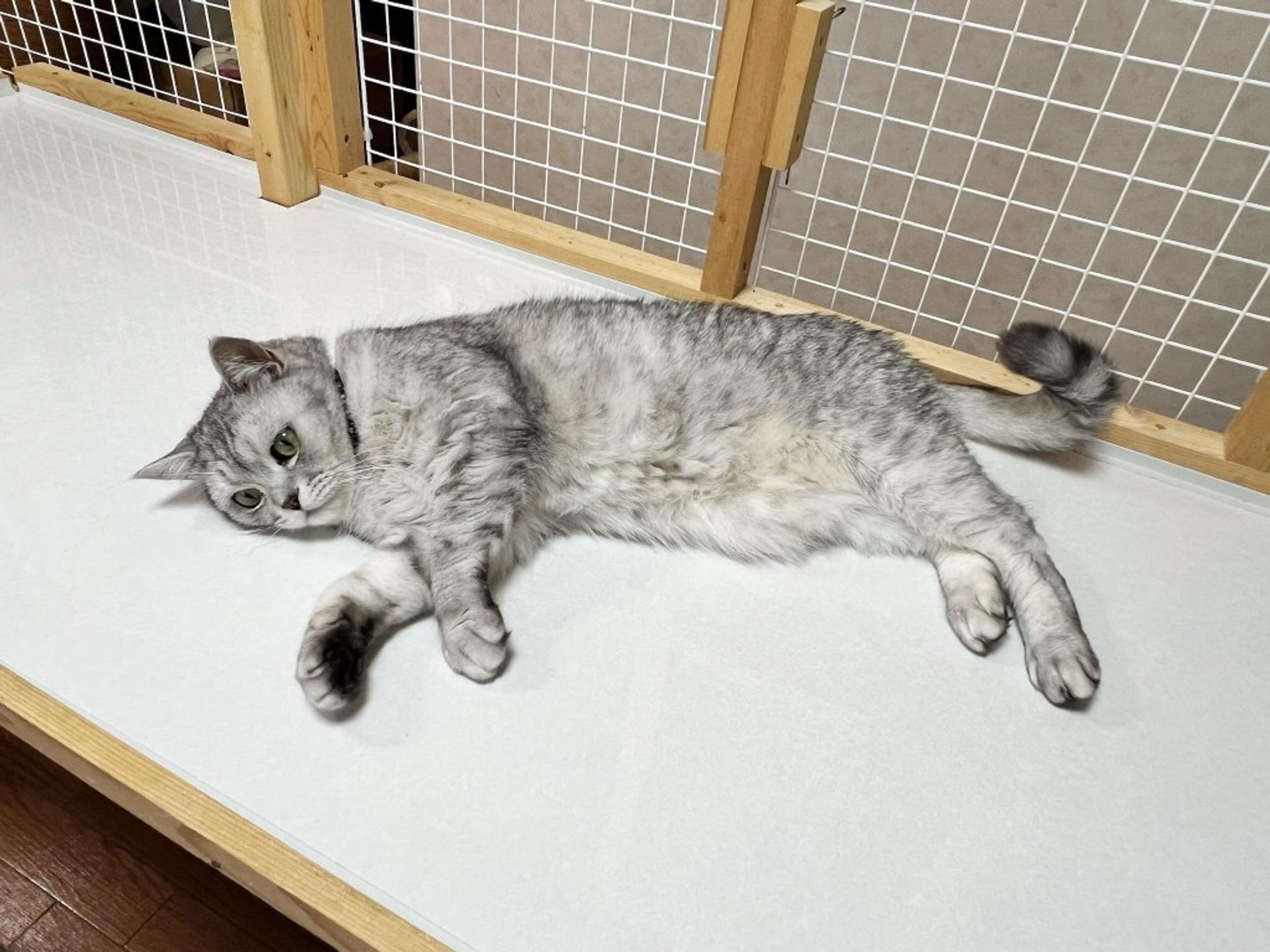 pet-image-4