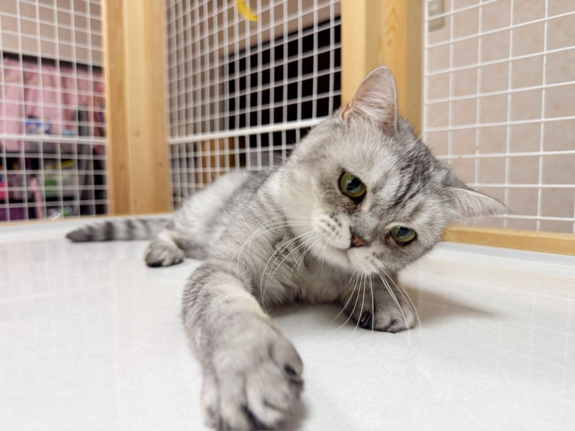 ペルシャ・メスの里親募集の写真