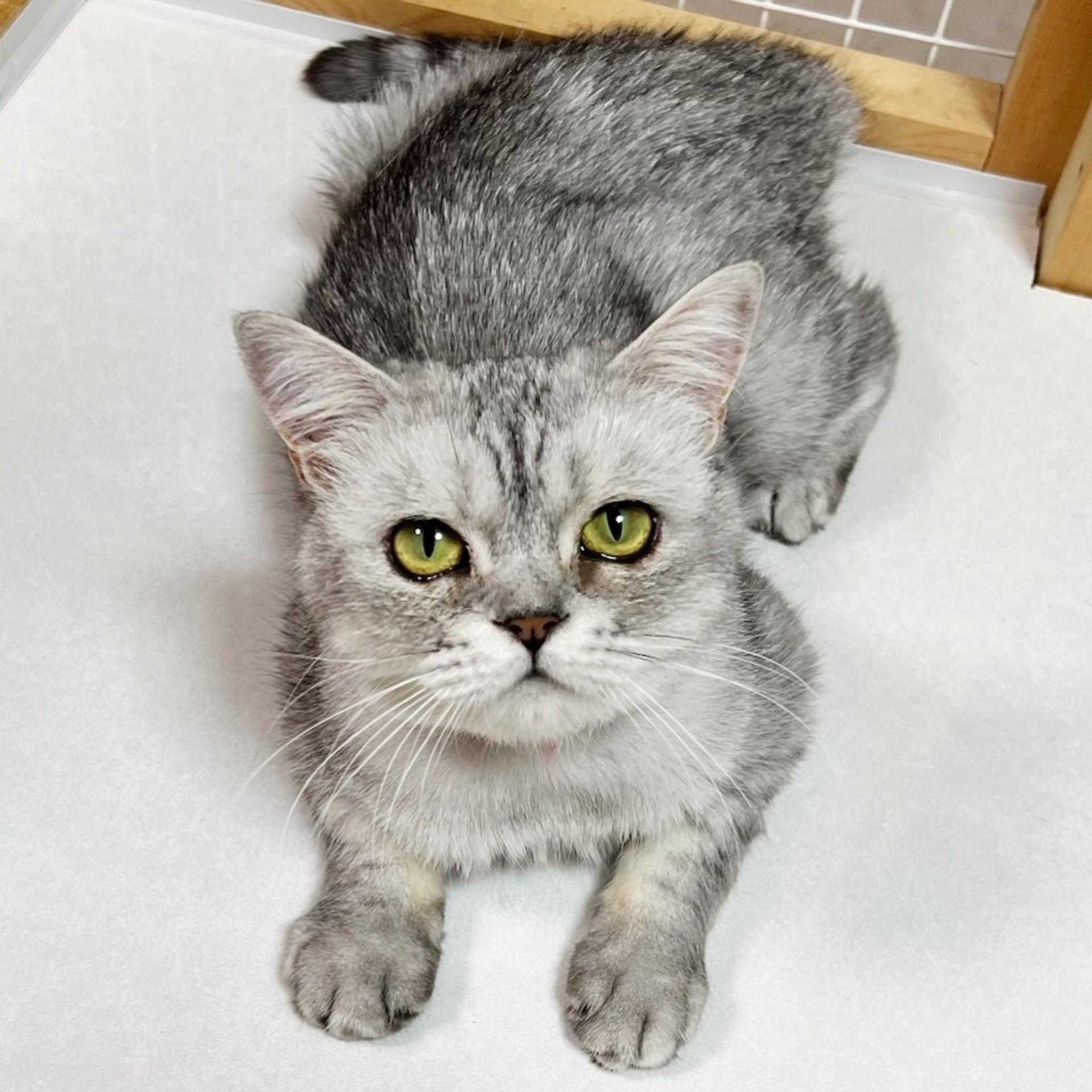 pet-image-2