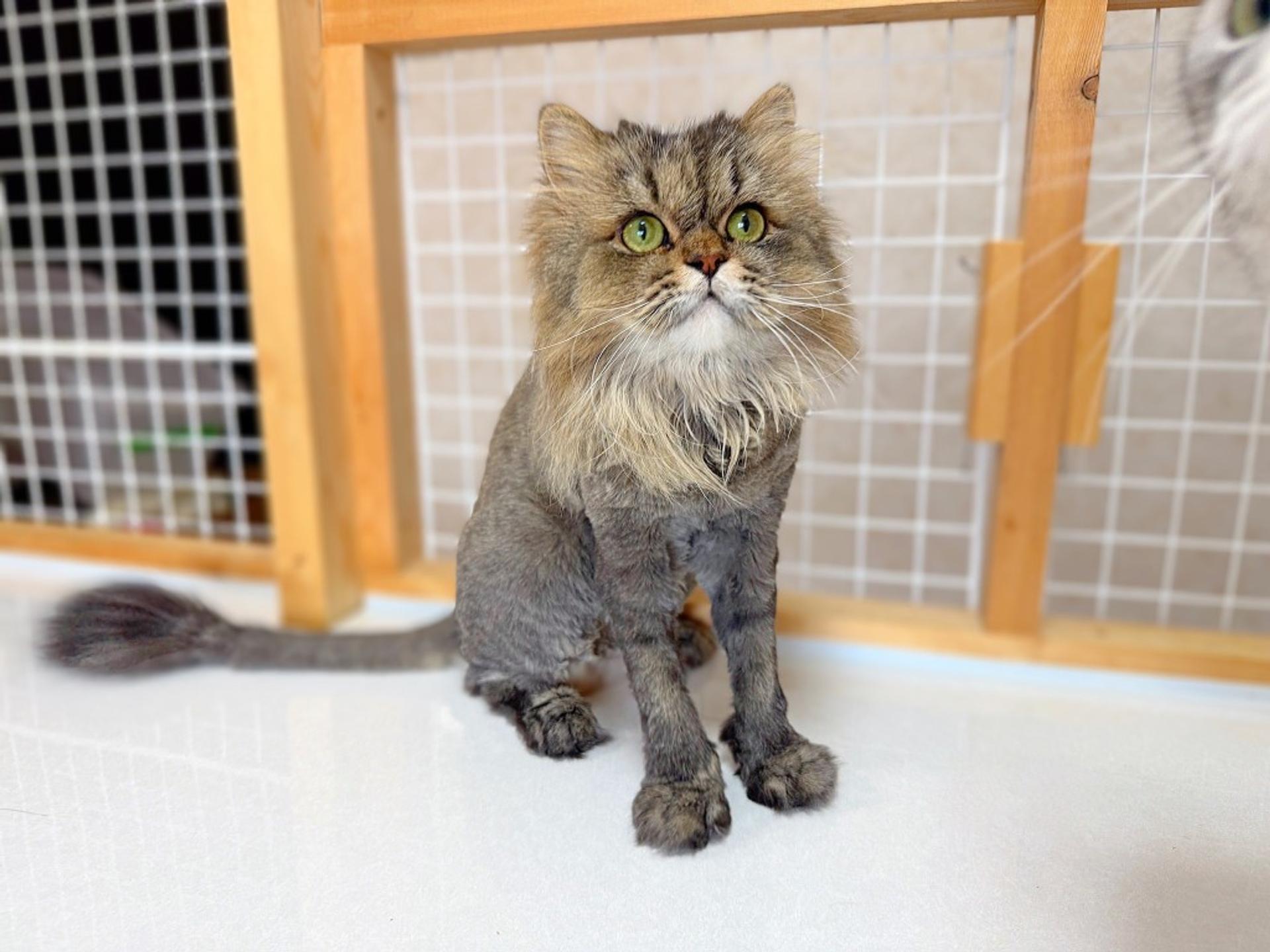 pet-image-4