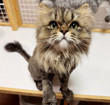 デイジーちゃん