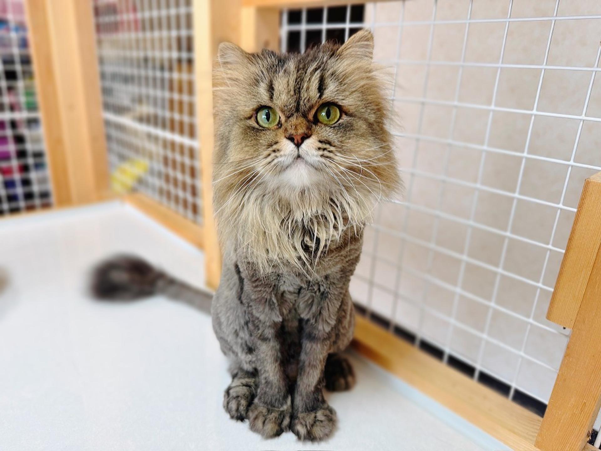 pet-image-8