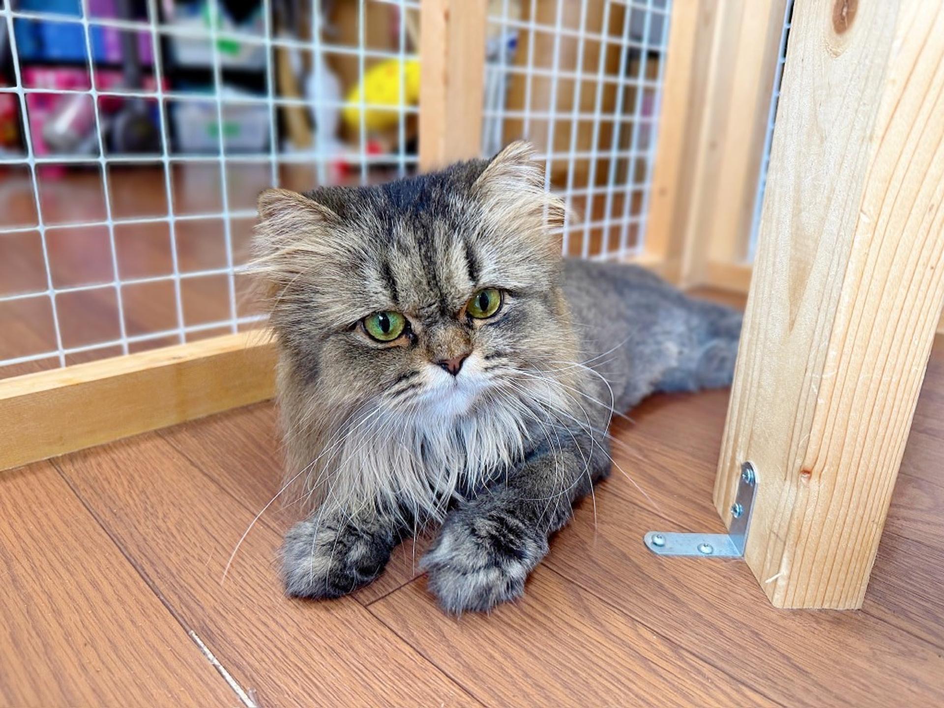pet-image-2