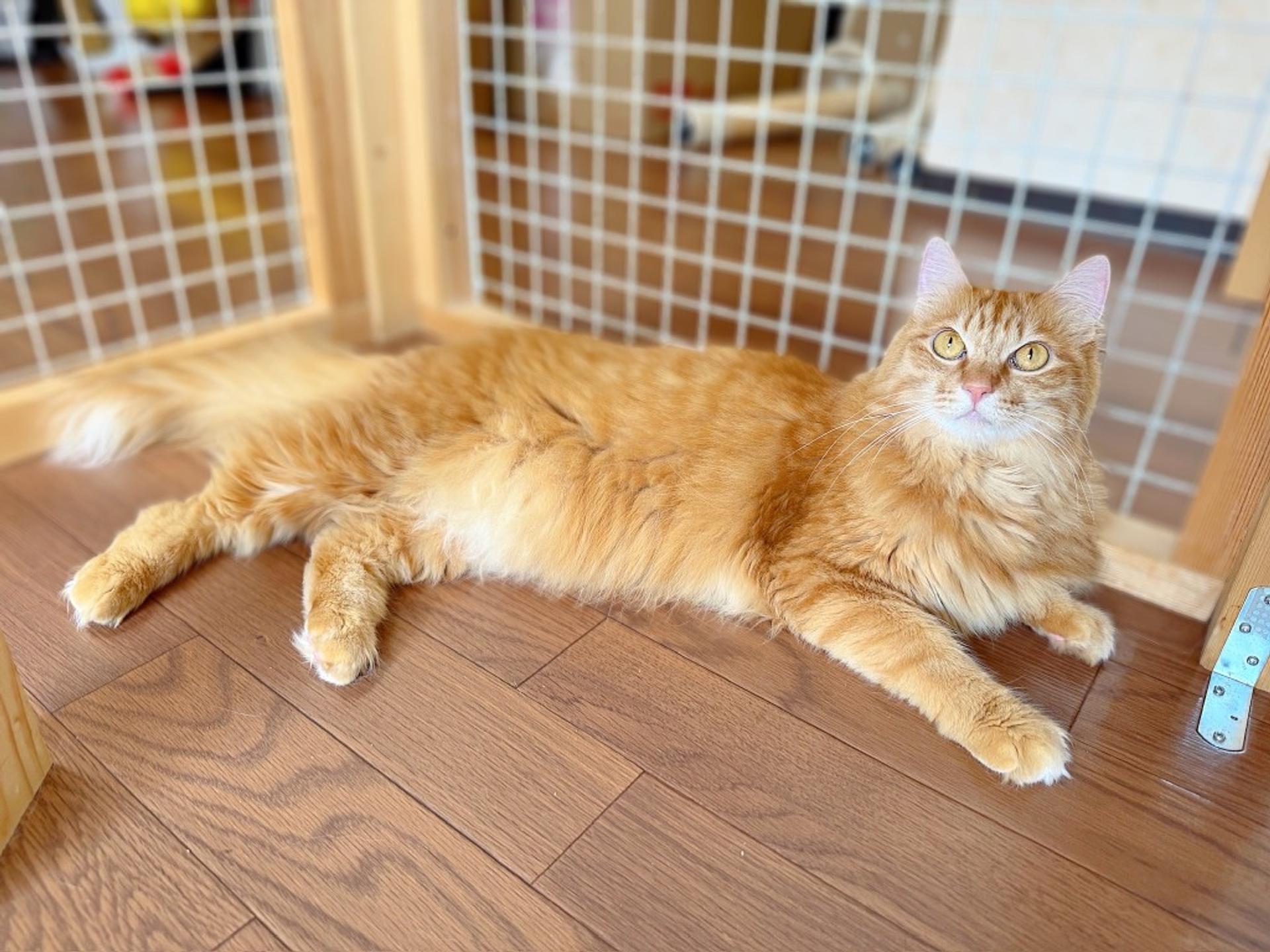 pet-image-6