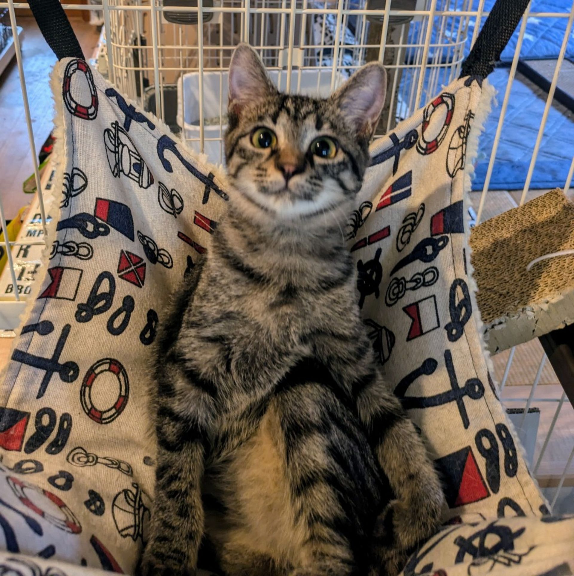 雑種（ミックス猫）・メスの里親募集の写真