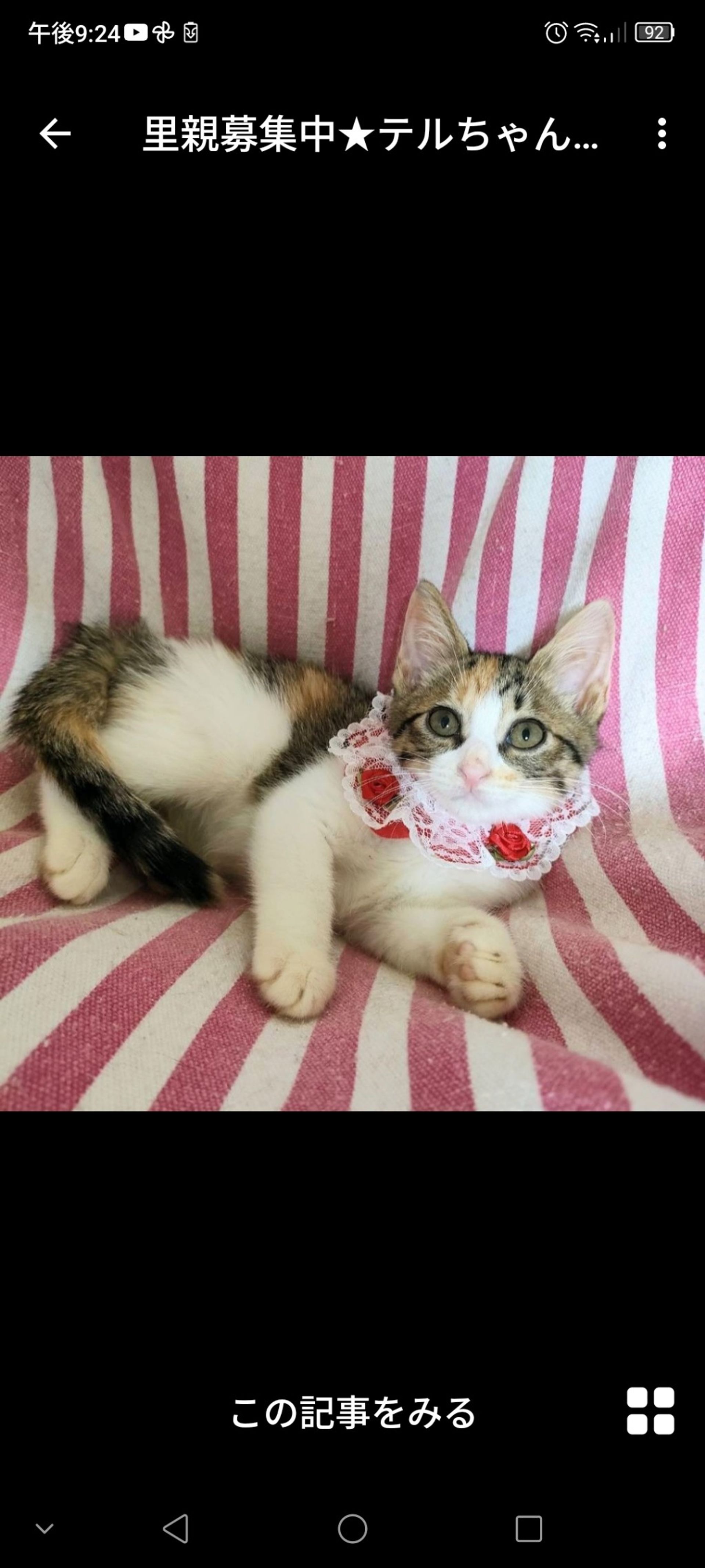 日本猫・メスの里親募集の写真