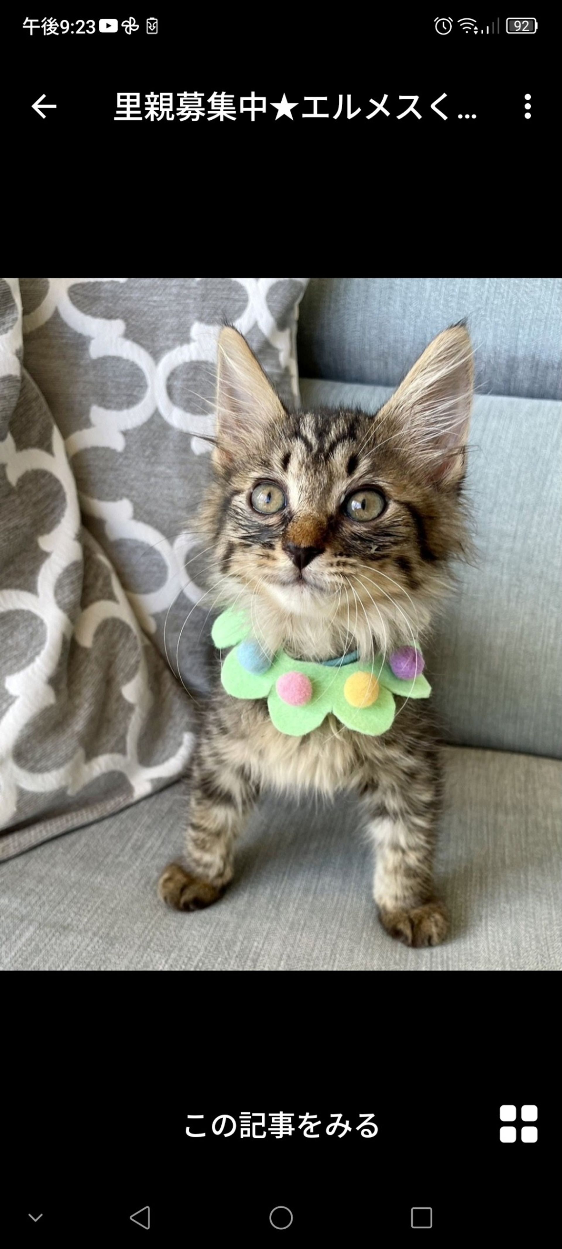 雑種（ミックス猫）・オスの里親募集の写真