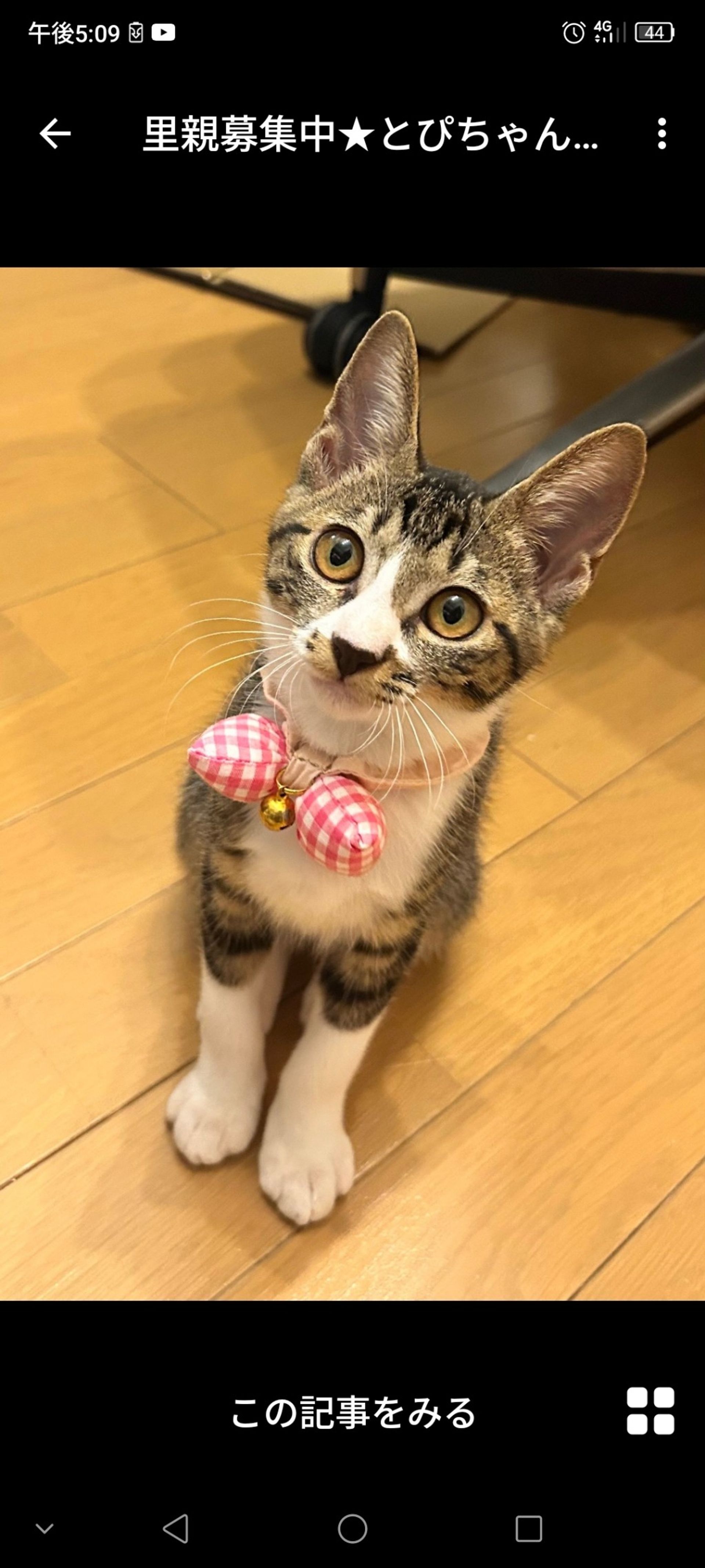 雑種（ミックス猫）・メスの里親募集の写真