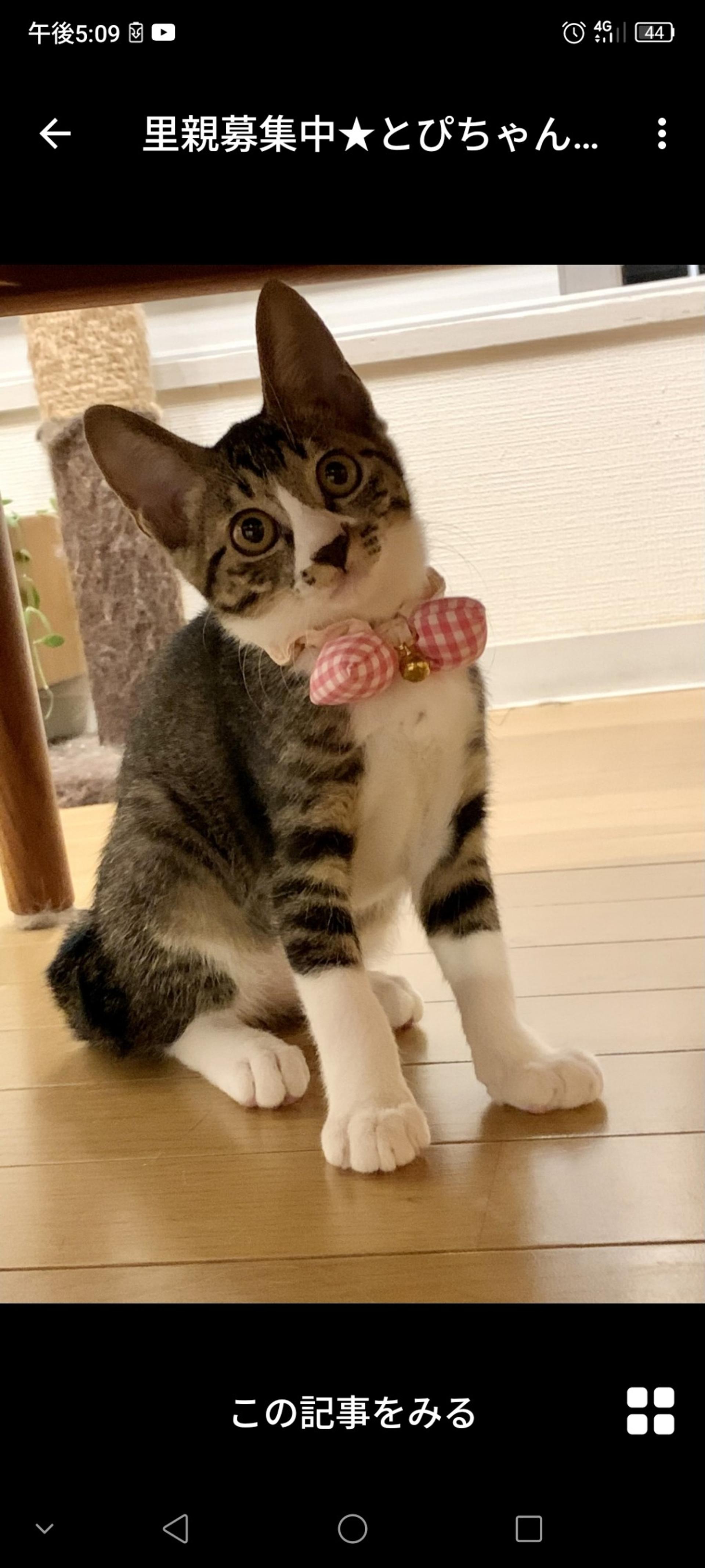 pet-image-2