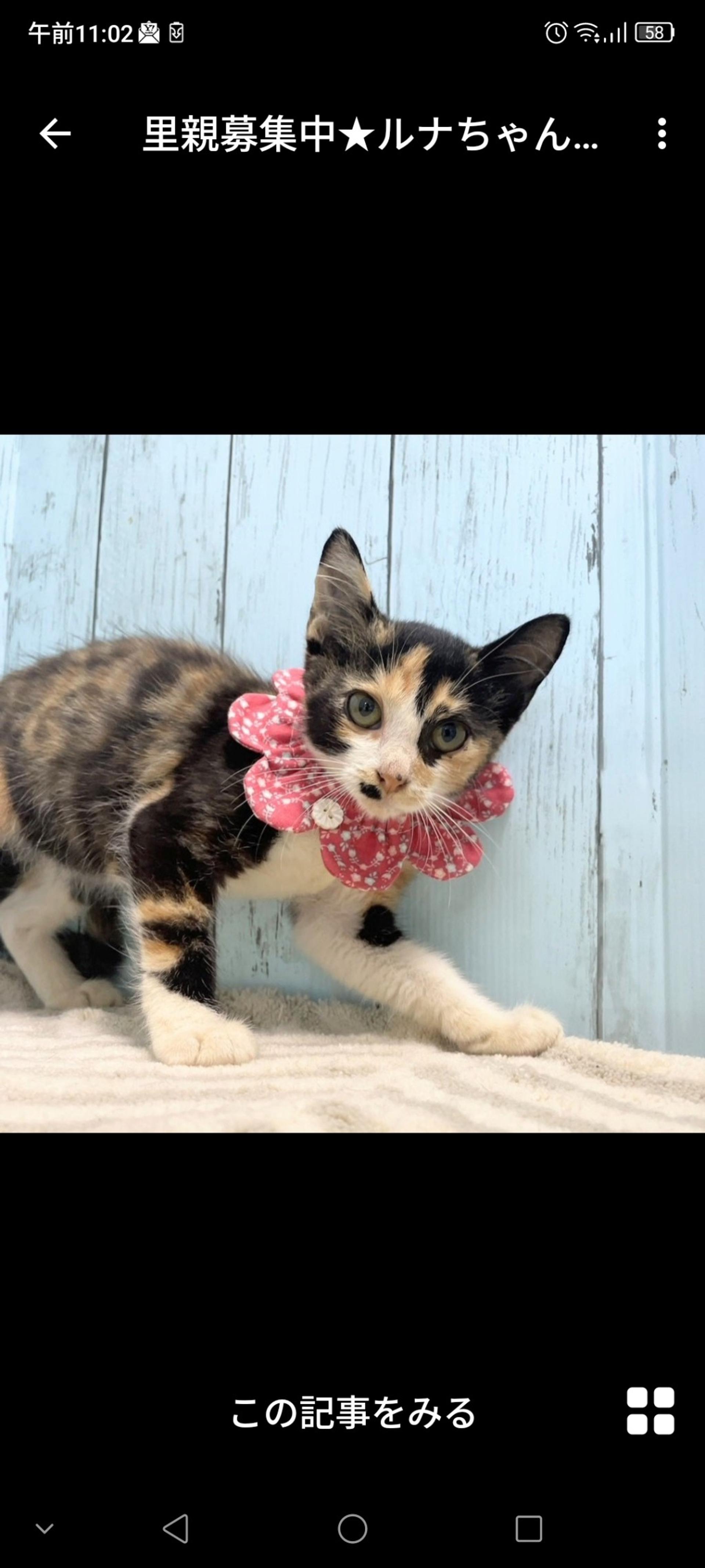 pet-image-3