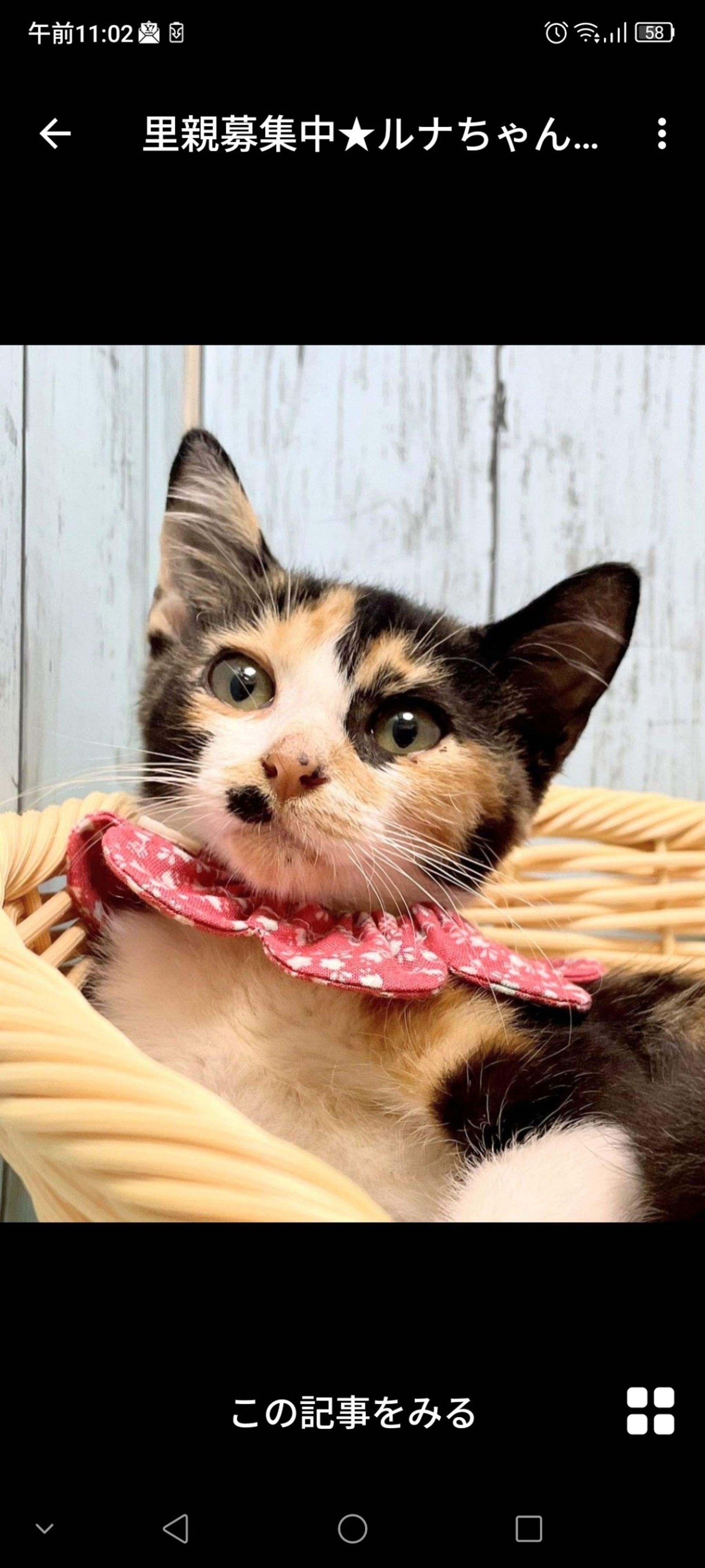 日本猫・メスの里親募集の写真
