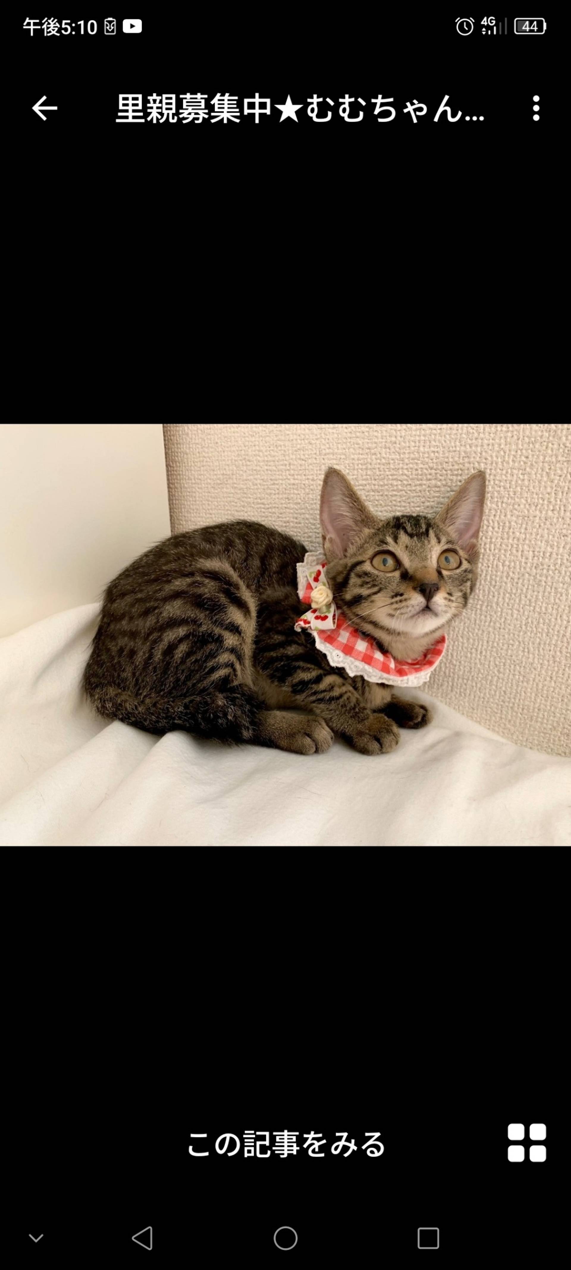 雑種（ミックス猫）・メスの里親募集の写真