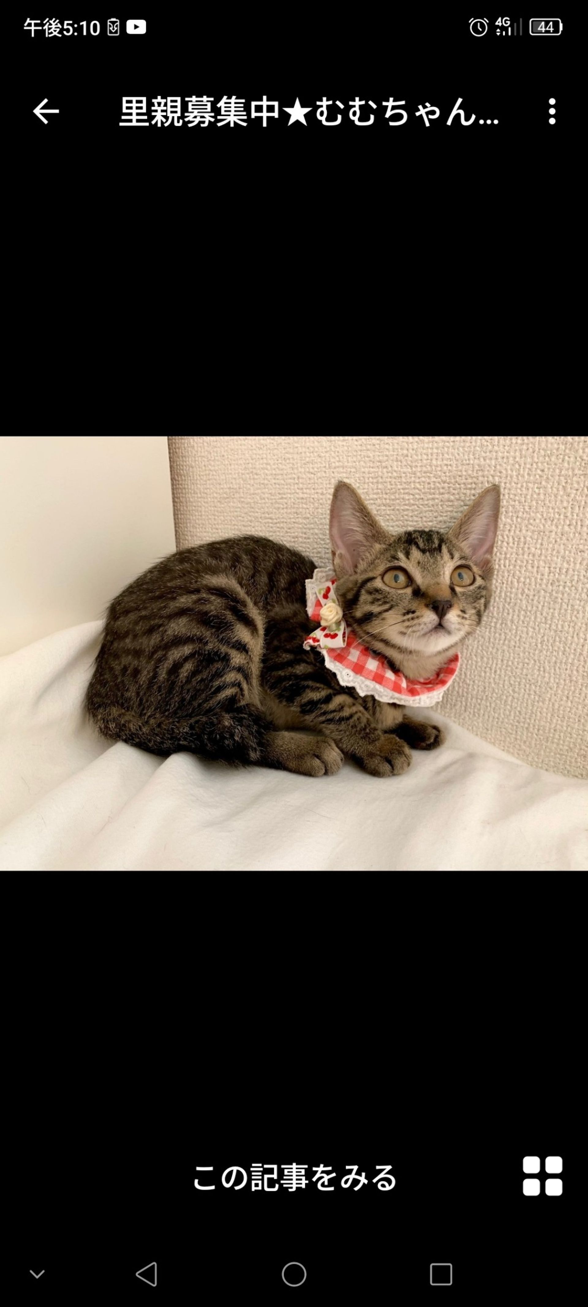 雑種（ミックス猫）・メスの里親募集の写真