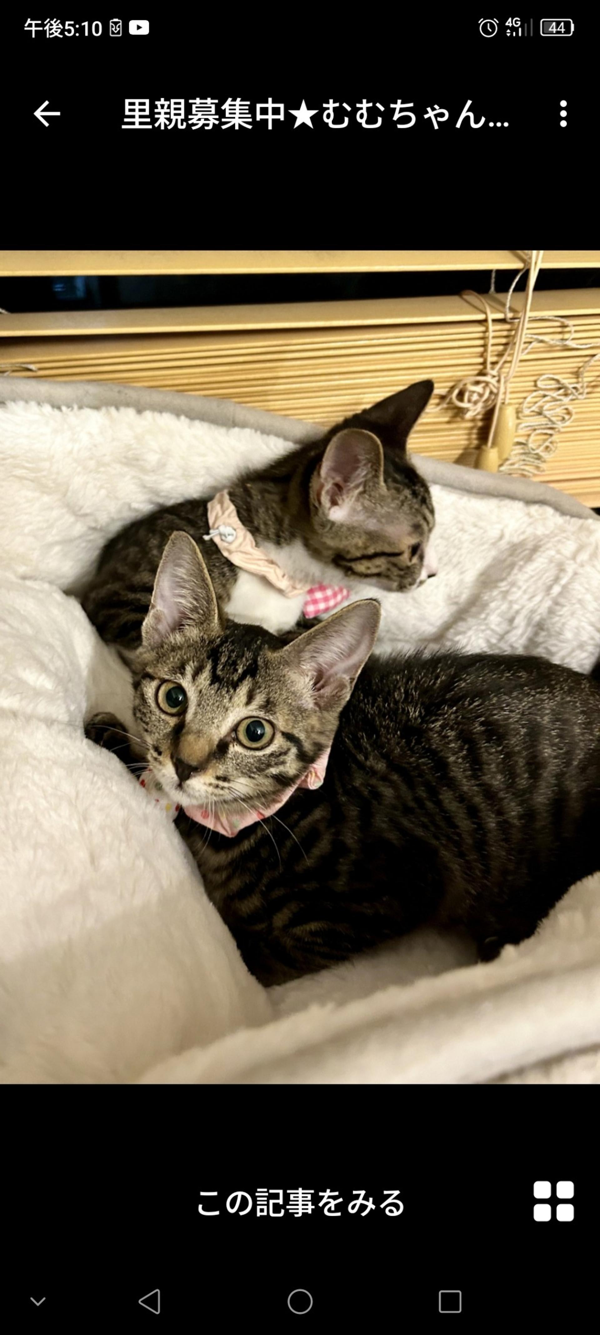 pet-image-3