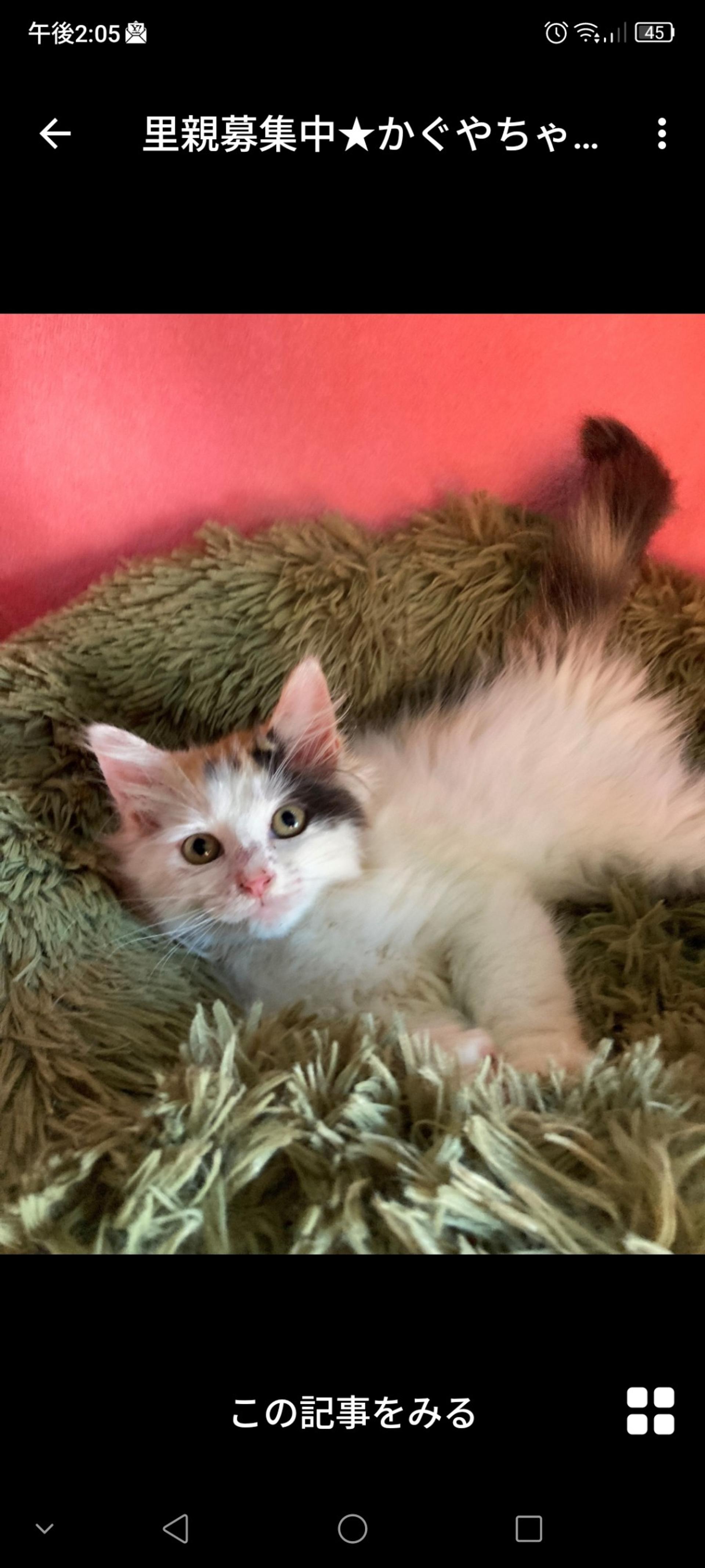 pet-image-3