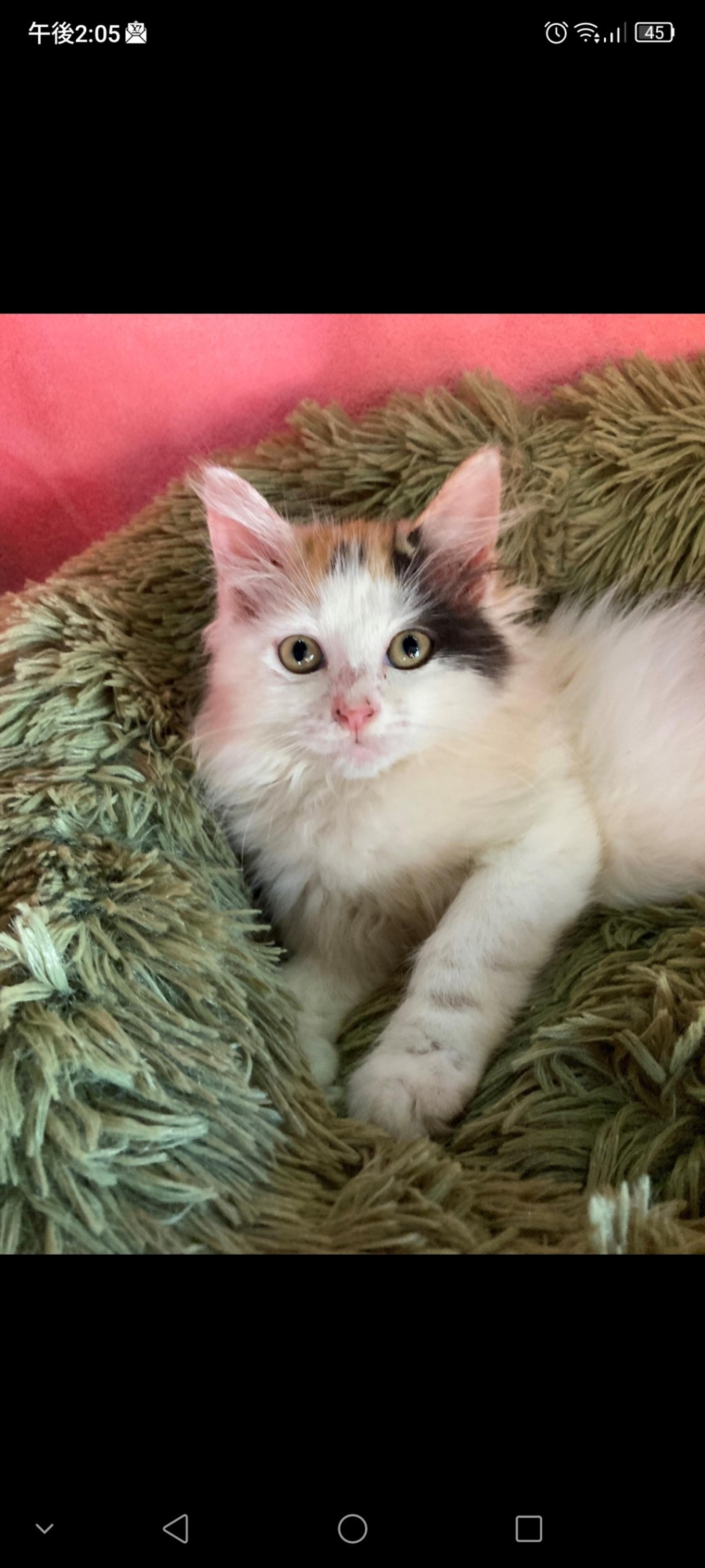 pet-image-2