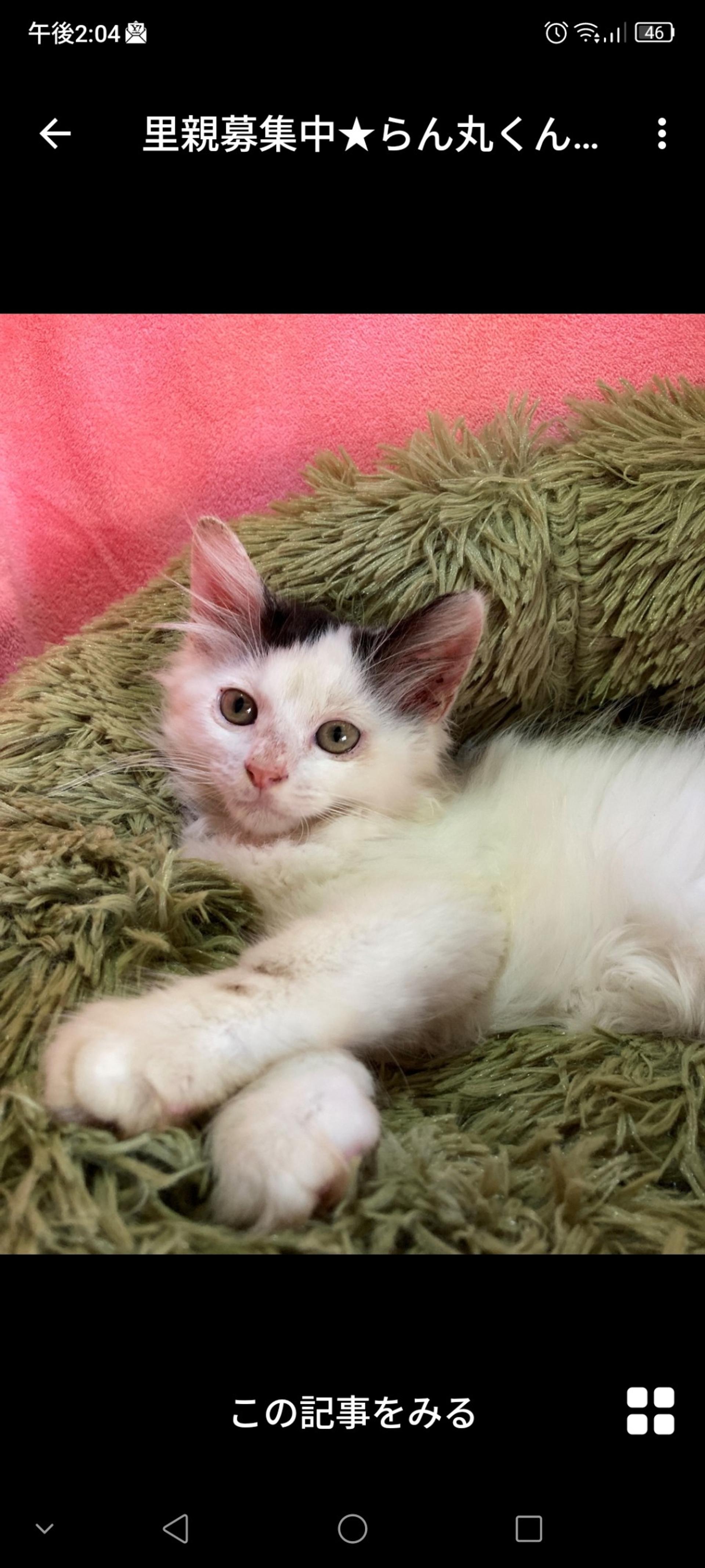 pet-image-3