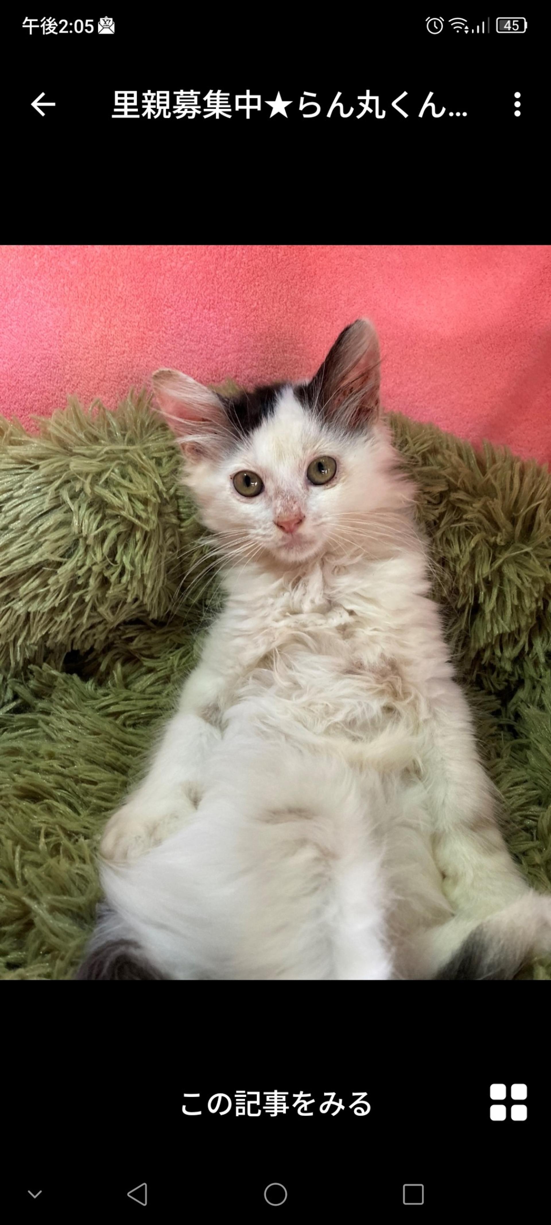 pet-image-2