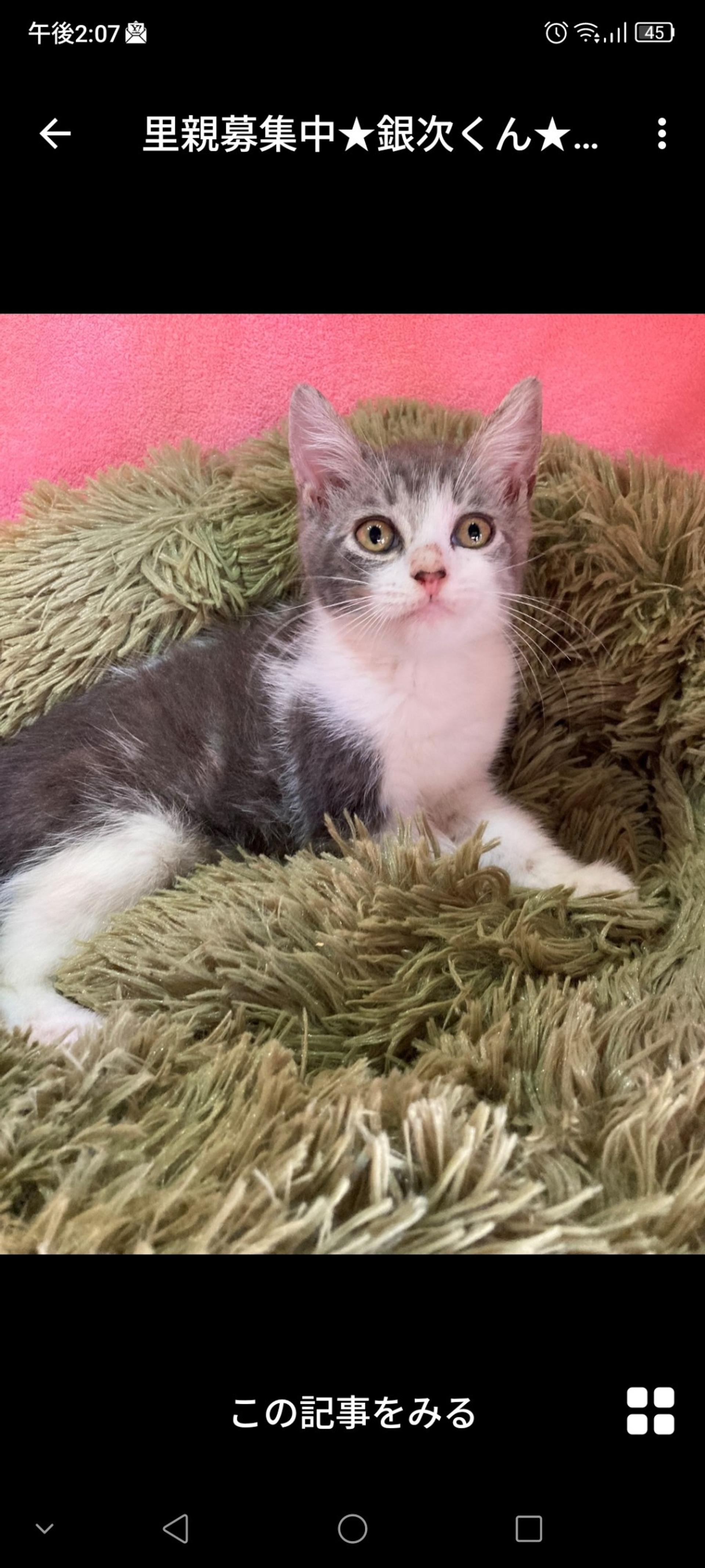 pet-image-3