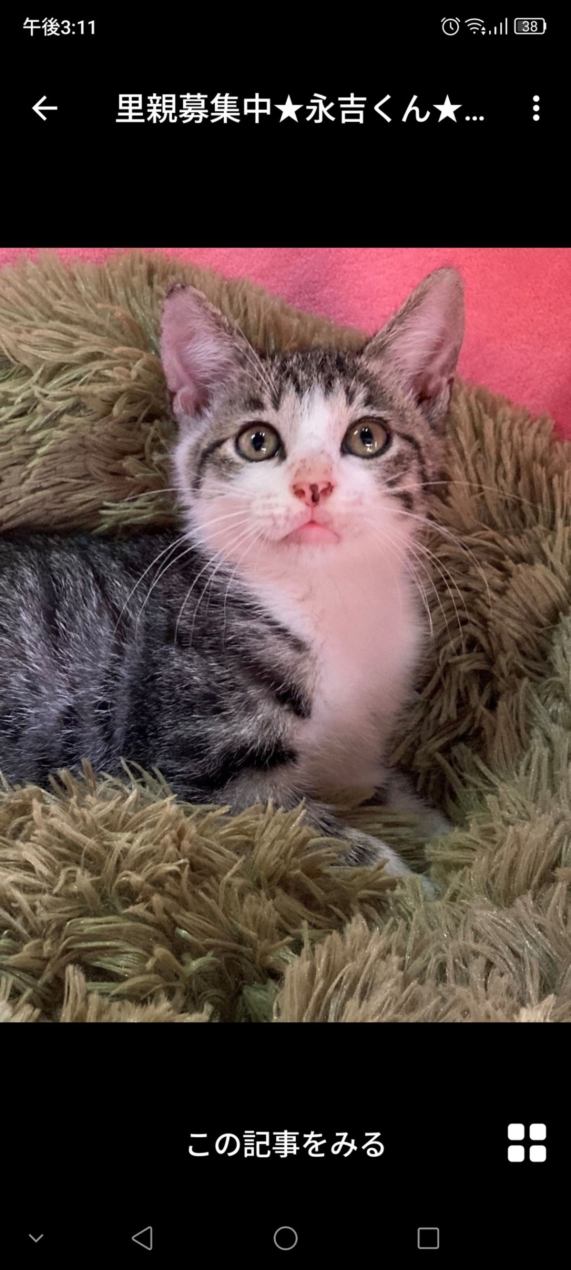 雑種（ミックス猫）・オスの里親募集の写真