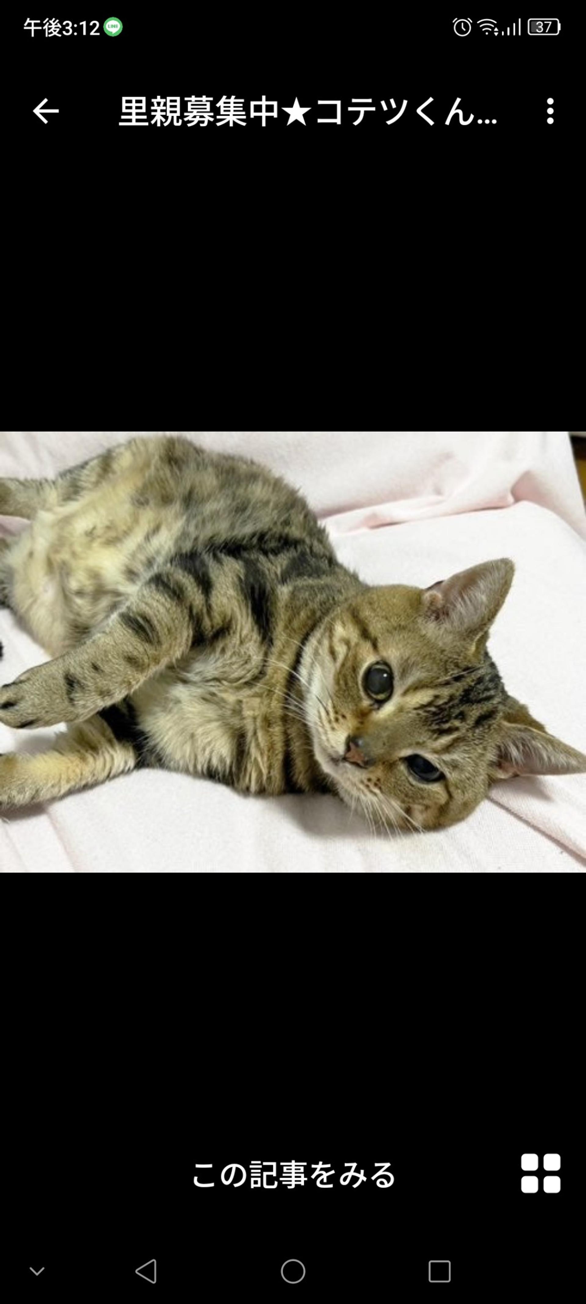 pet-image-3