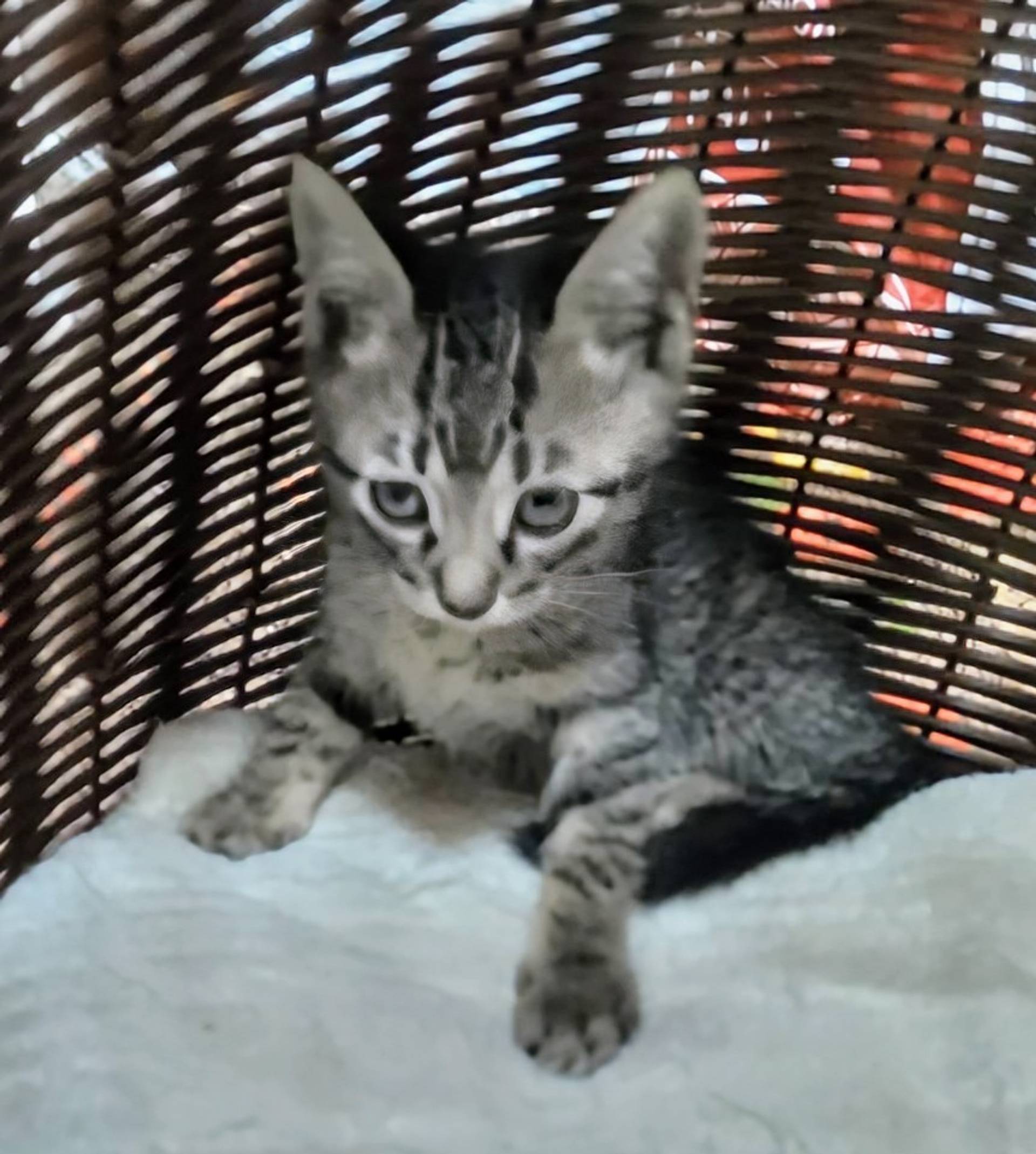 雑種（ミックス猫）・オスの里親募集の写真
