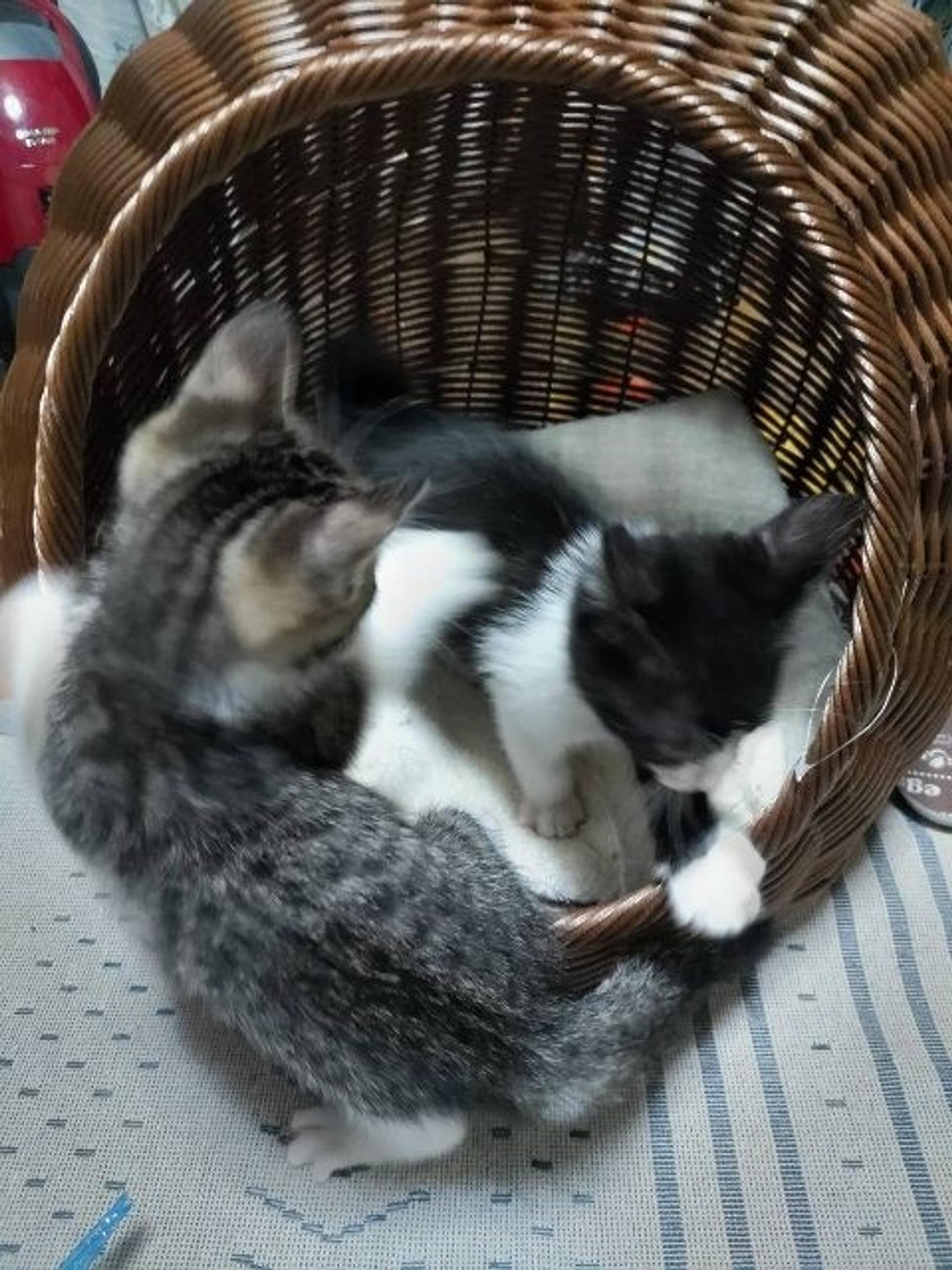 pet-image-2