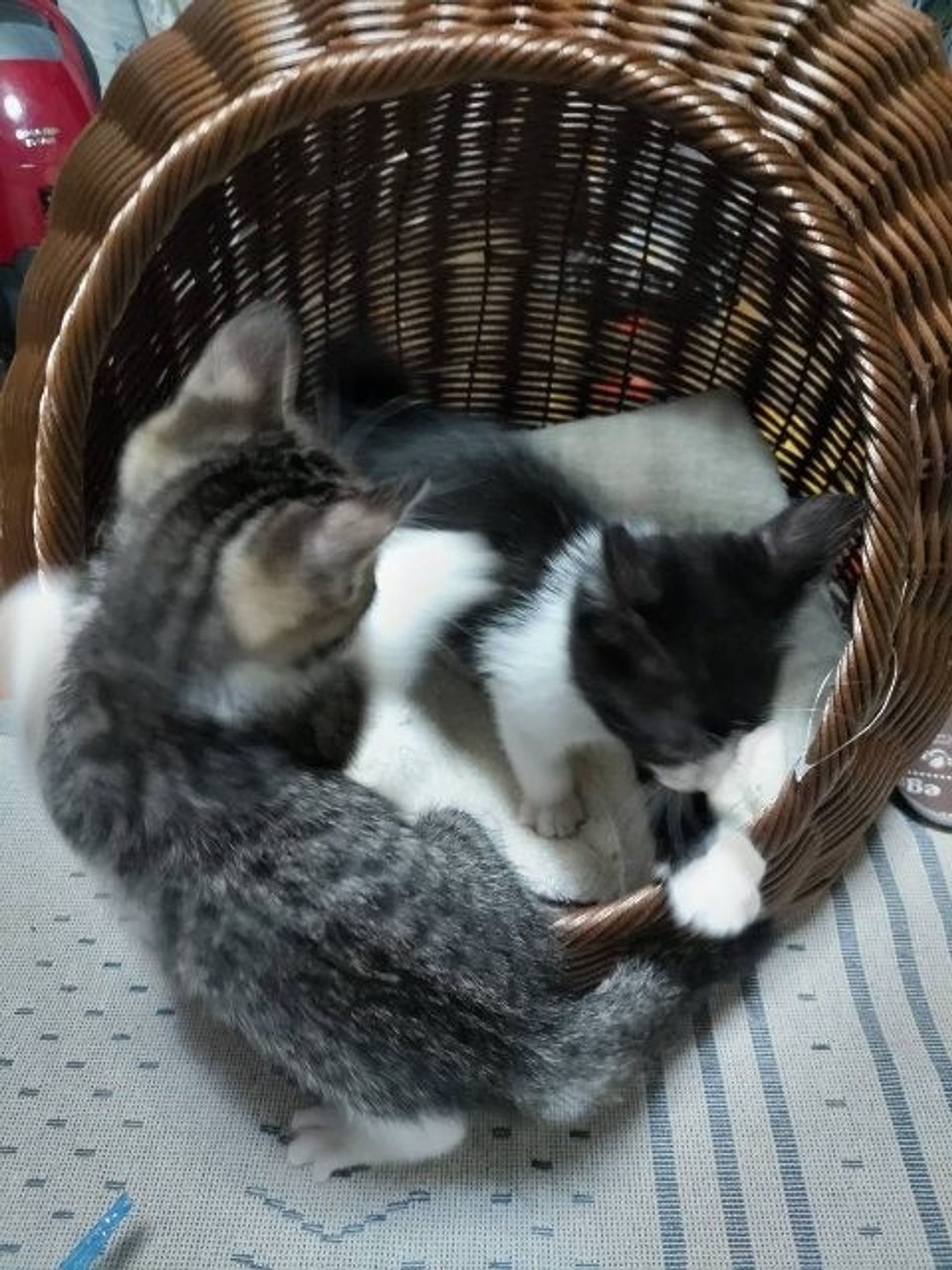 雑種（ミックス猫）・オスの里親募集の写真