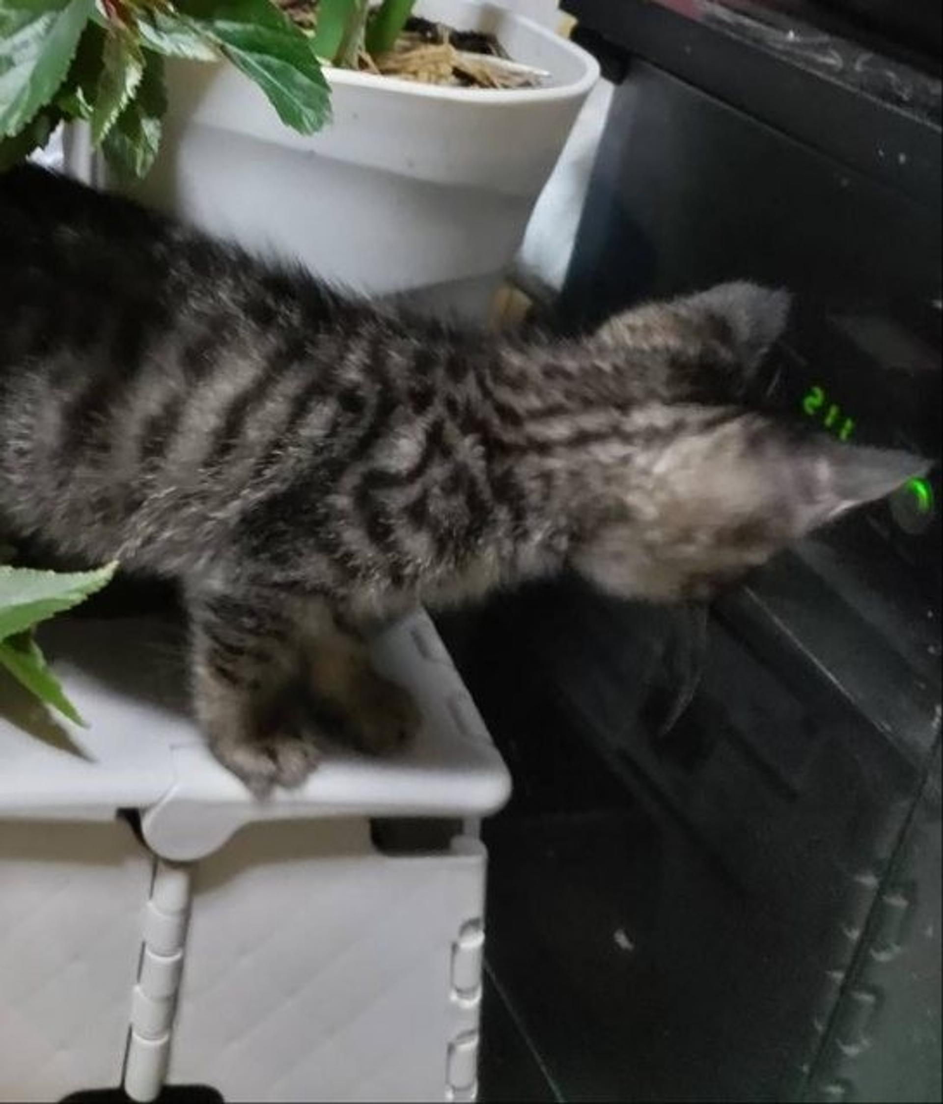 pet-image-3