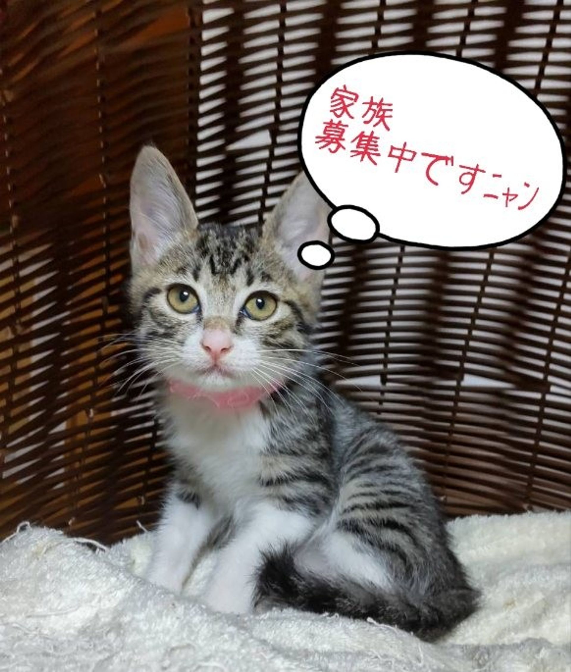 雑種（ミックス猫）・メスの里親募集の写真