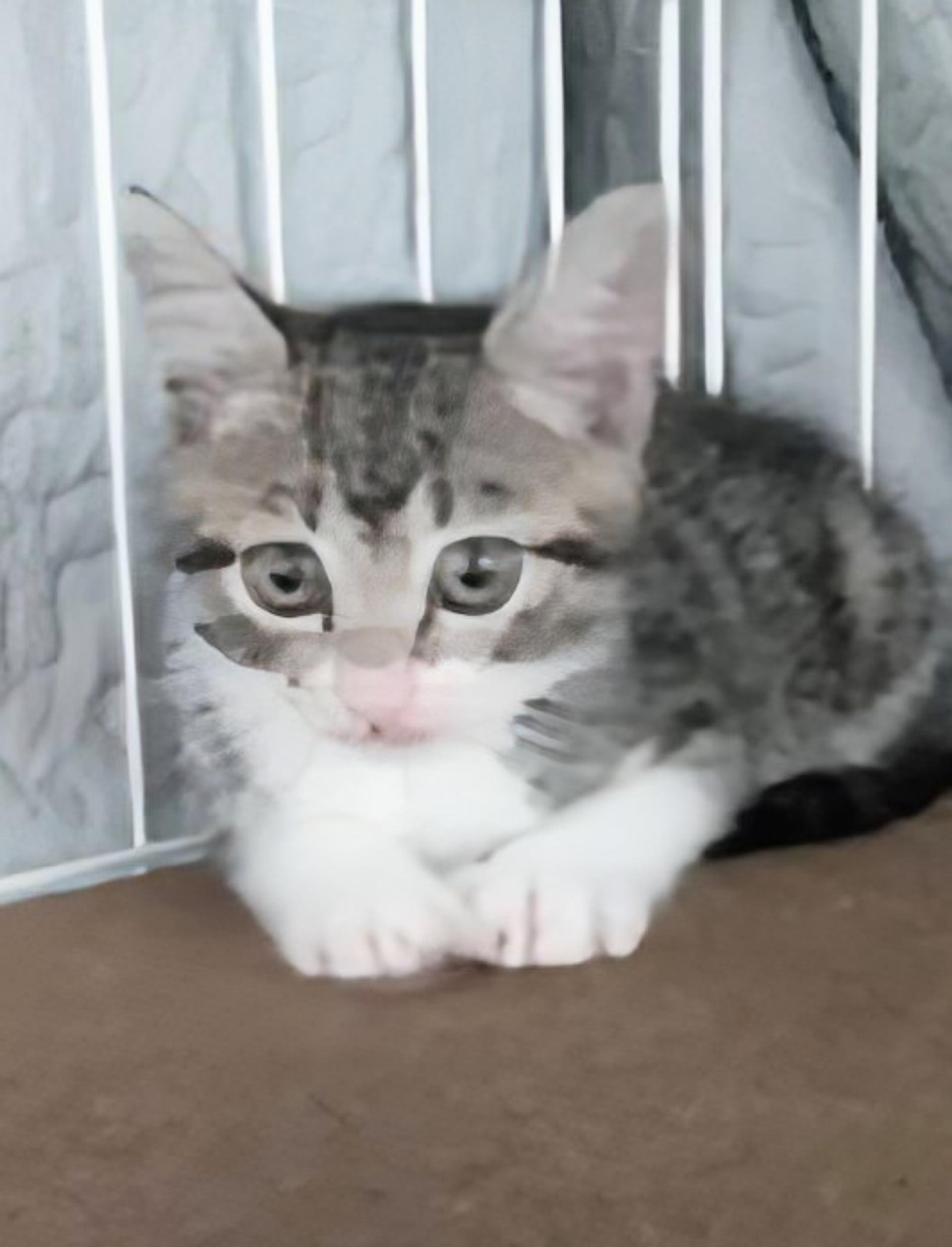 pet-image-2