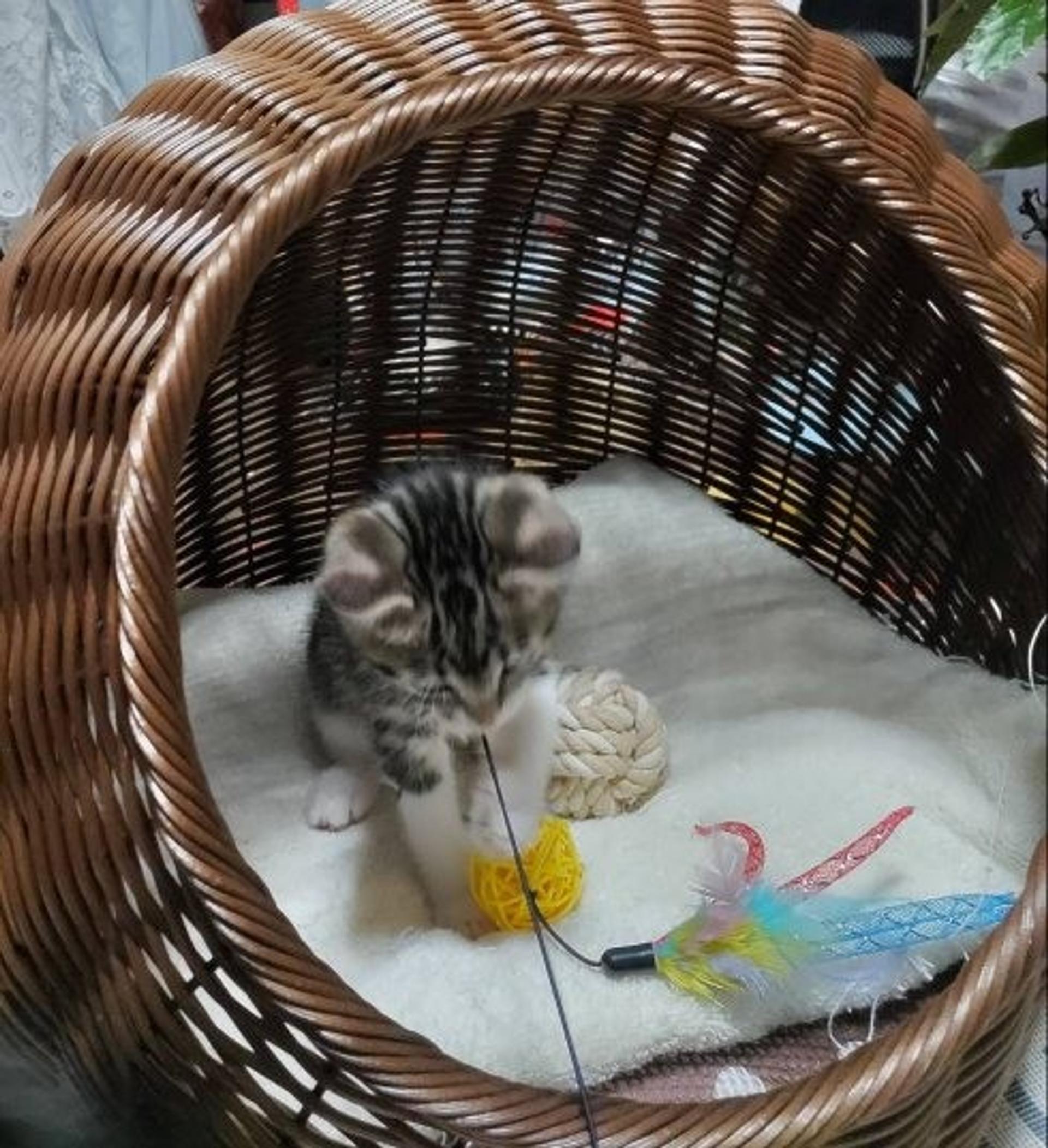 pet-image-3