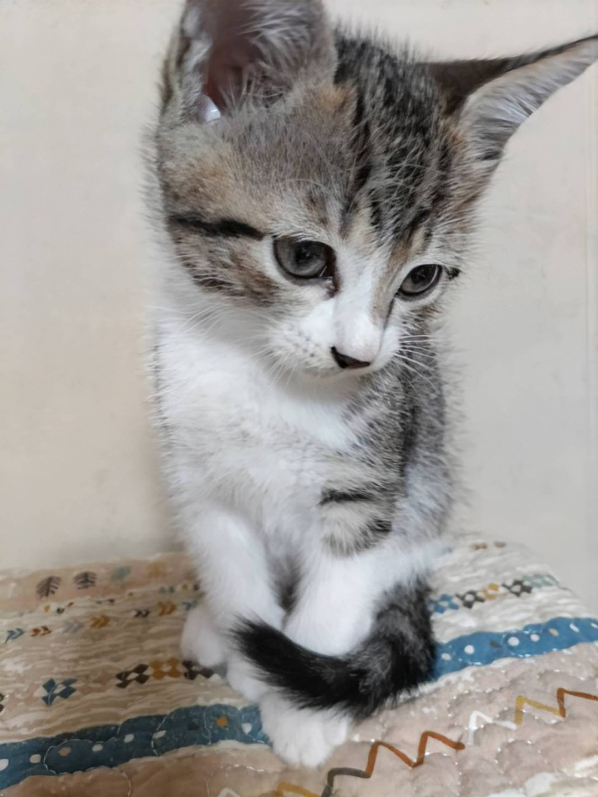 雑種（ミックス猫）・メスの里親募集の写真