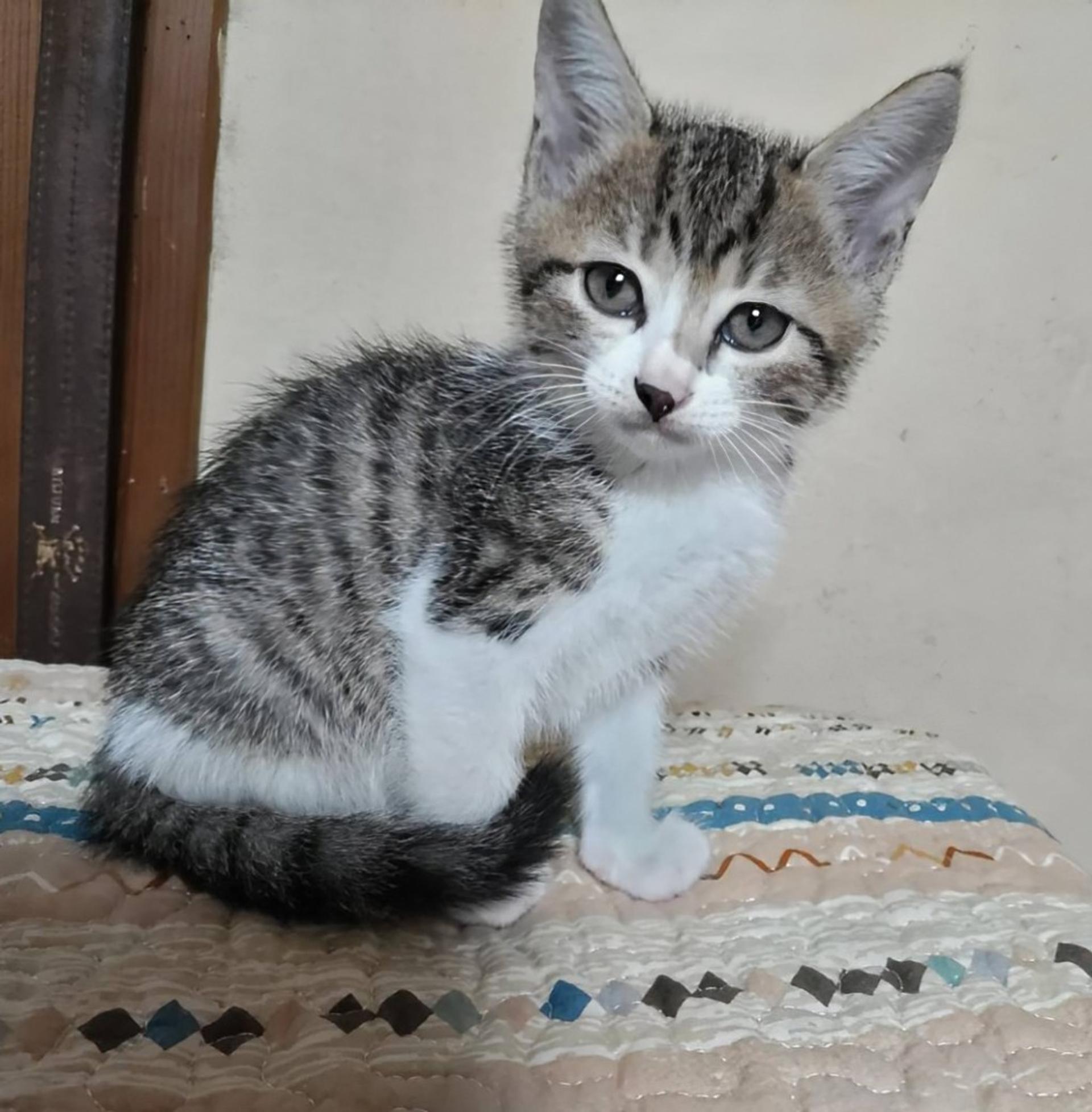 pet-image-3