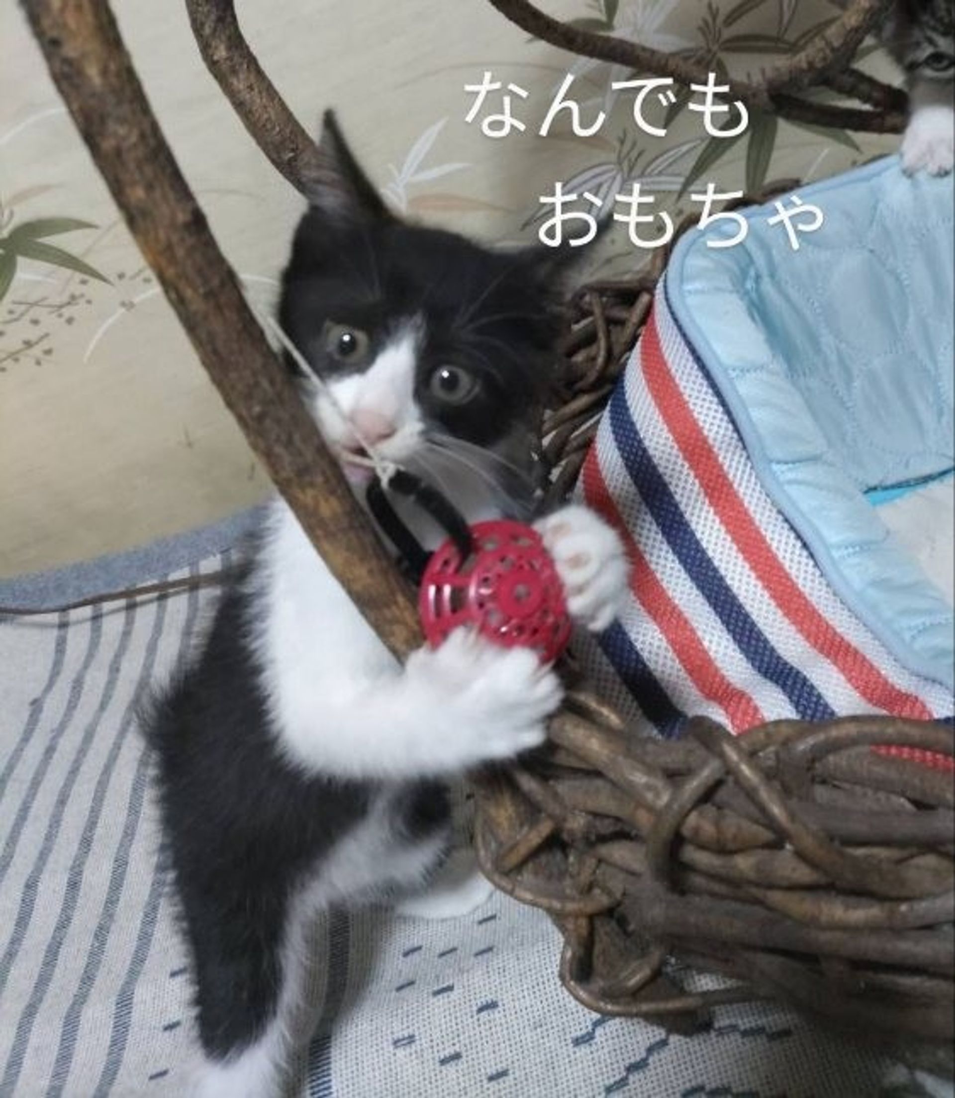 雑種（ミックス猫）・メスの里親募集の写真
