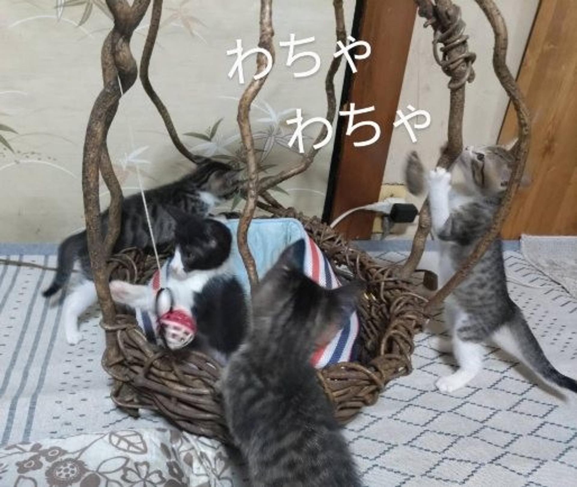 pet-image-3
